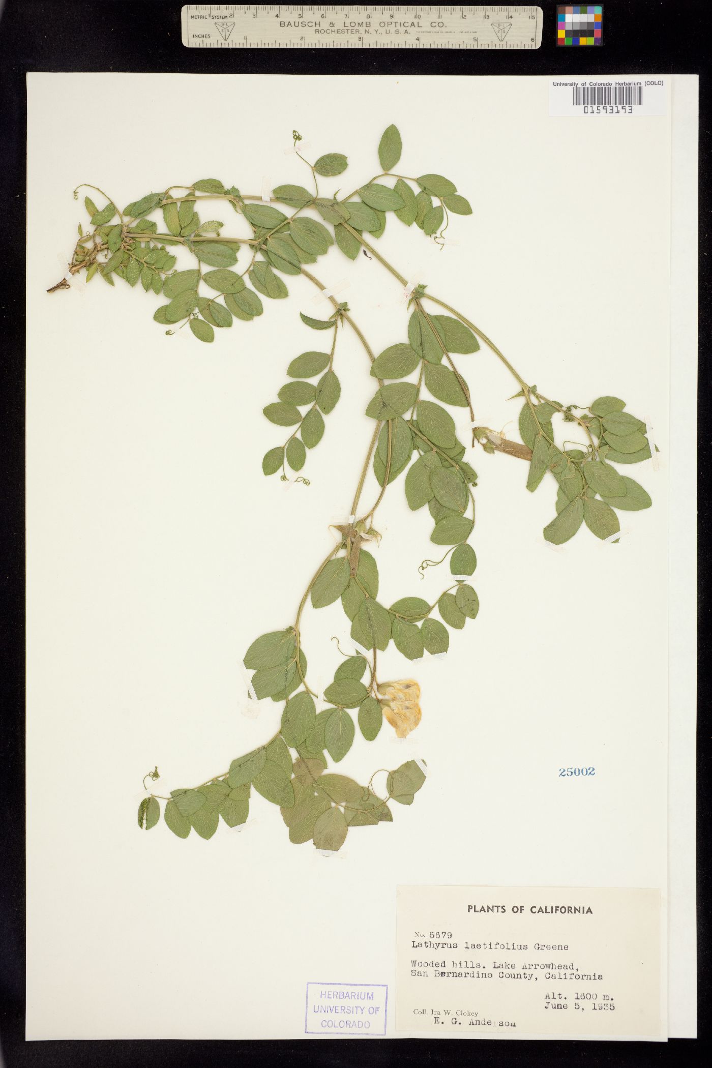 Lathyrus vestitus var. vestitus image