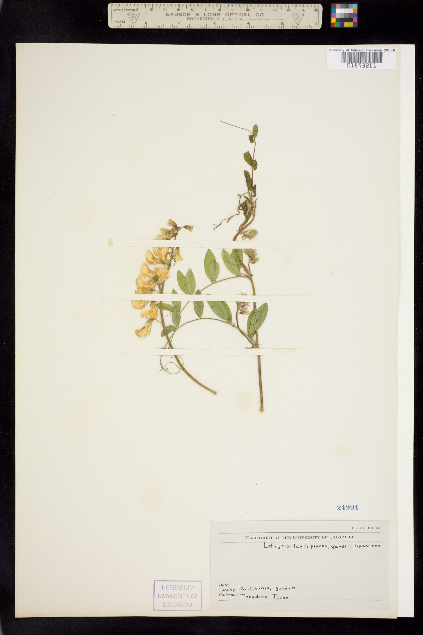 Lathyrus vestitus var. vestitus image