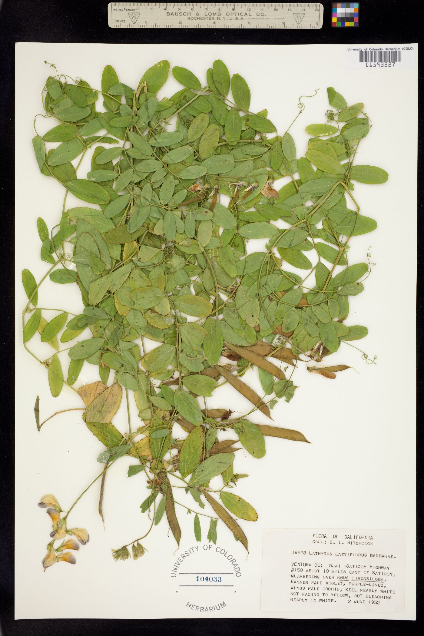 Lathyrus vestitus var. vestitus image