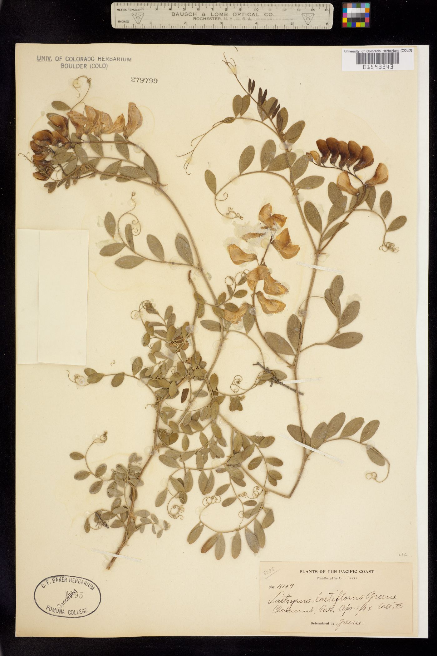 Lathyrus vestitus var. vestitus image