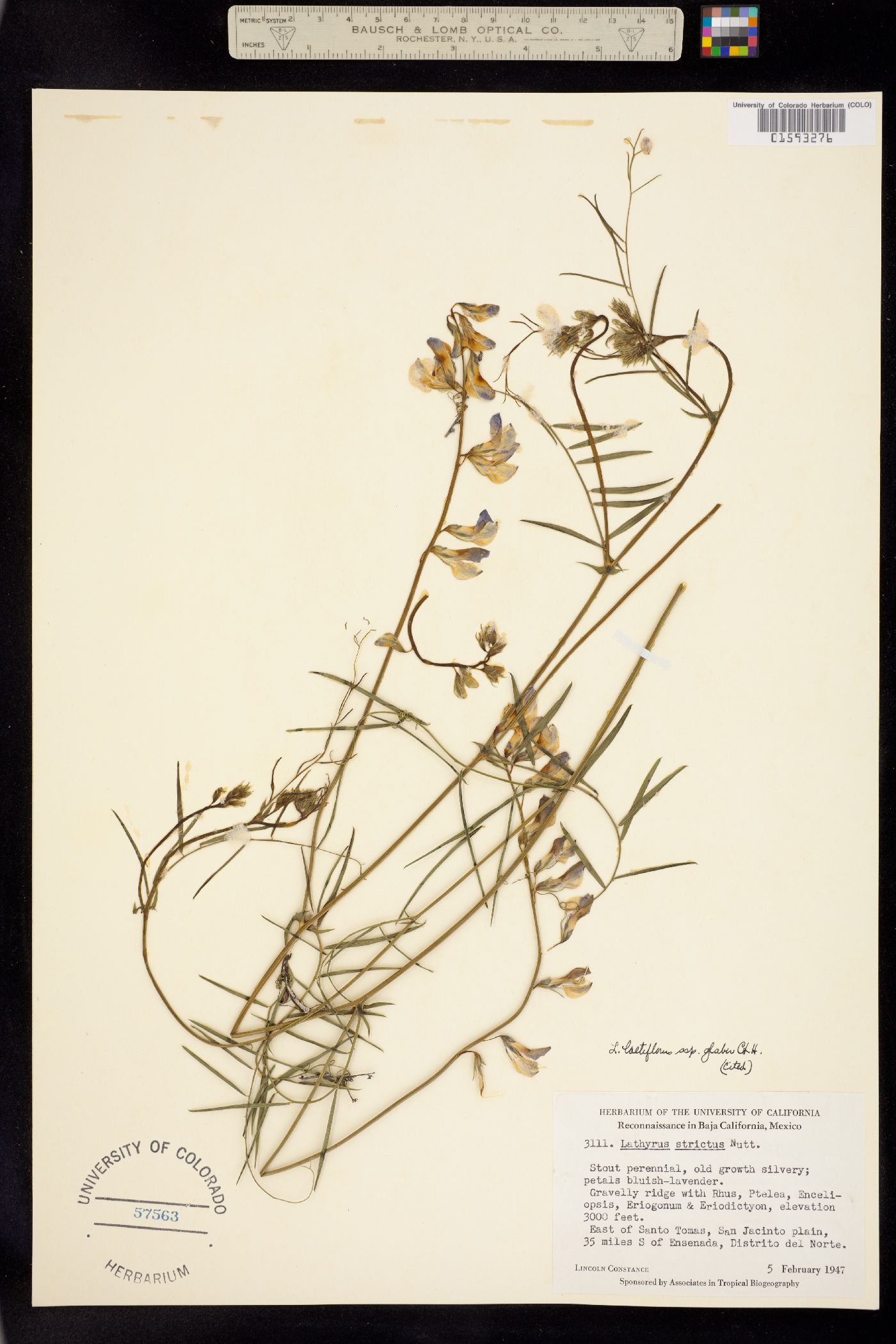 Lathyrus vestitus var. vestitus image