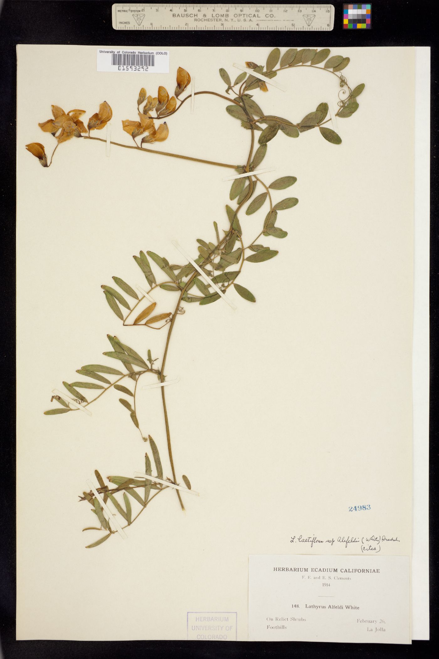 Lathyrus vestitus var. vestitus image