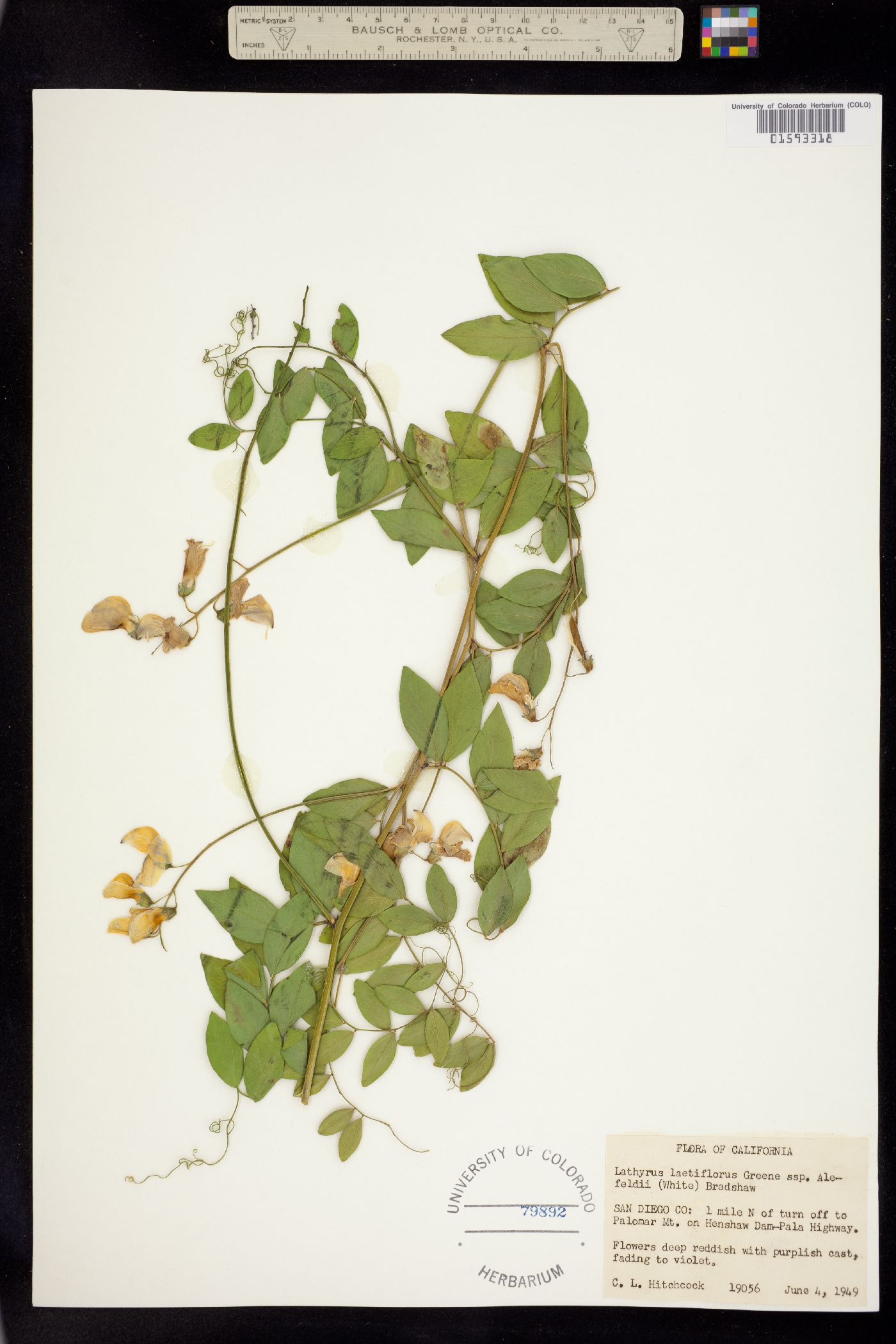 Lathyrus vestitus var. vestitus image