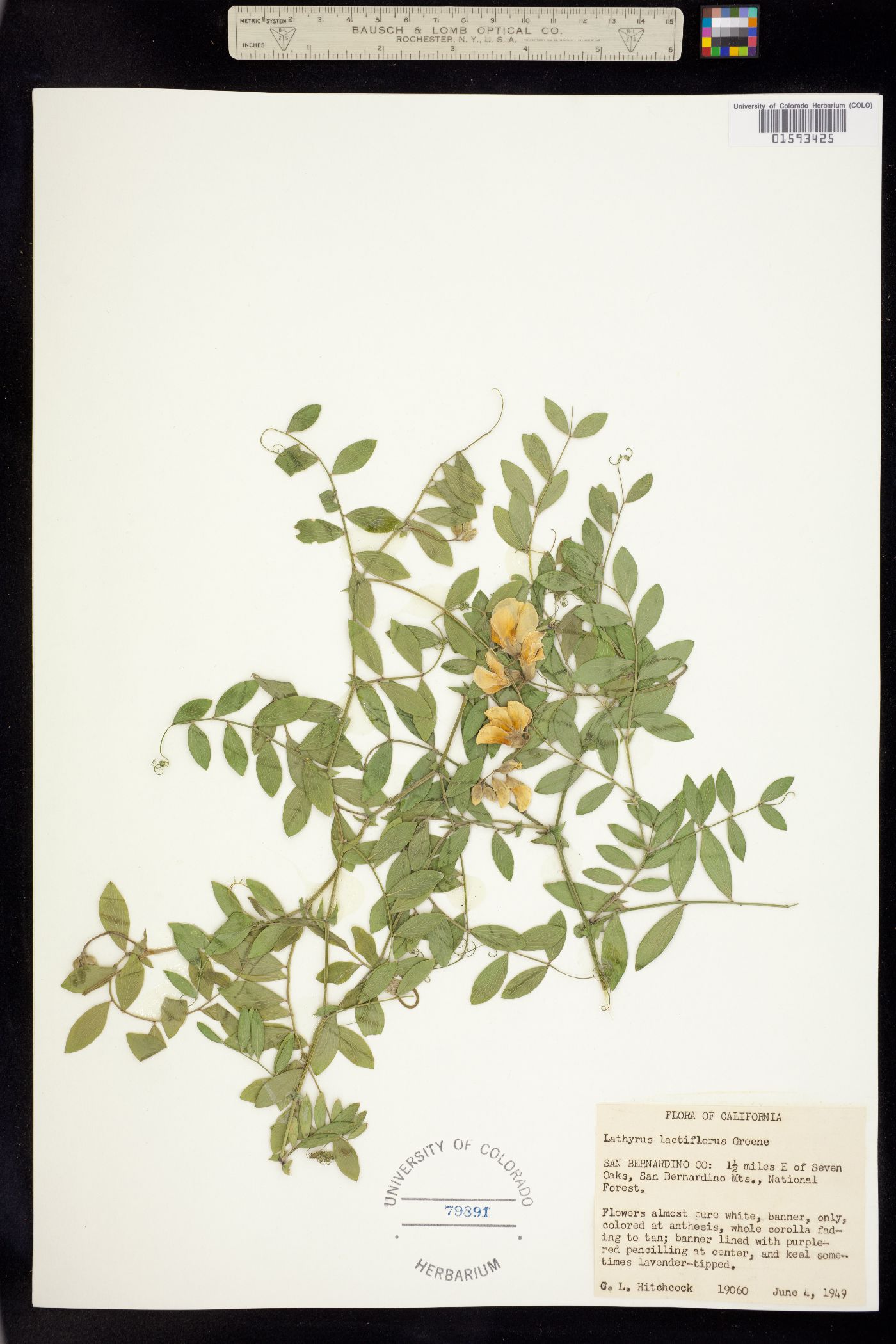 Lathyrus vestitus var. vestitus image