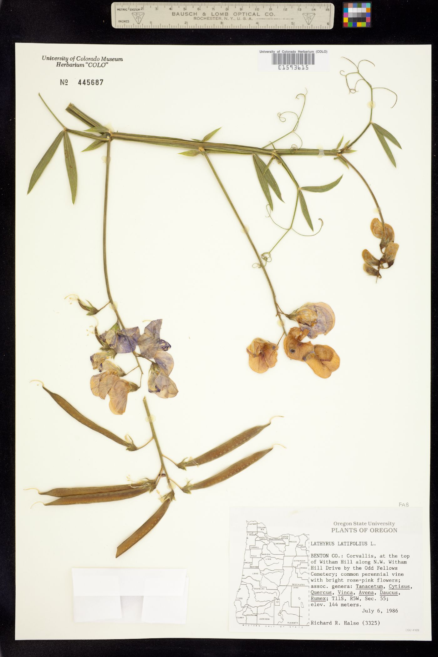 Lathyrus latifolius image