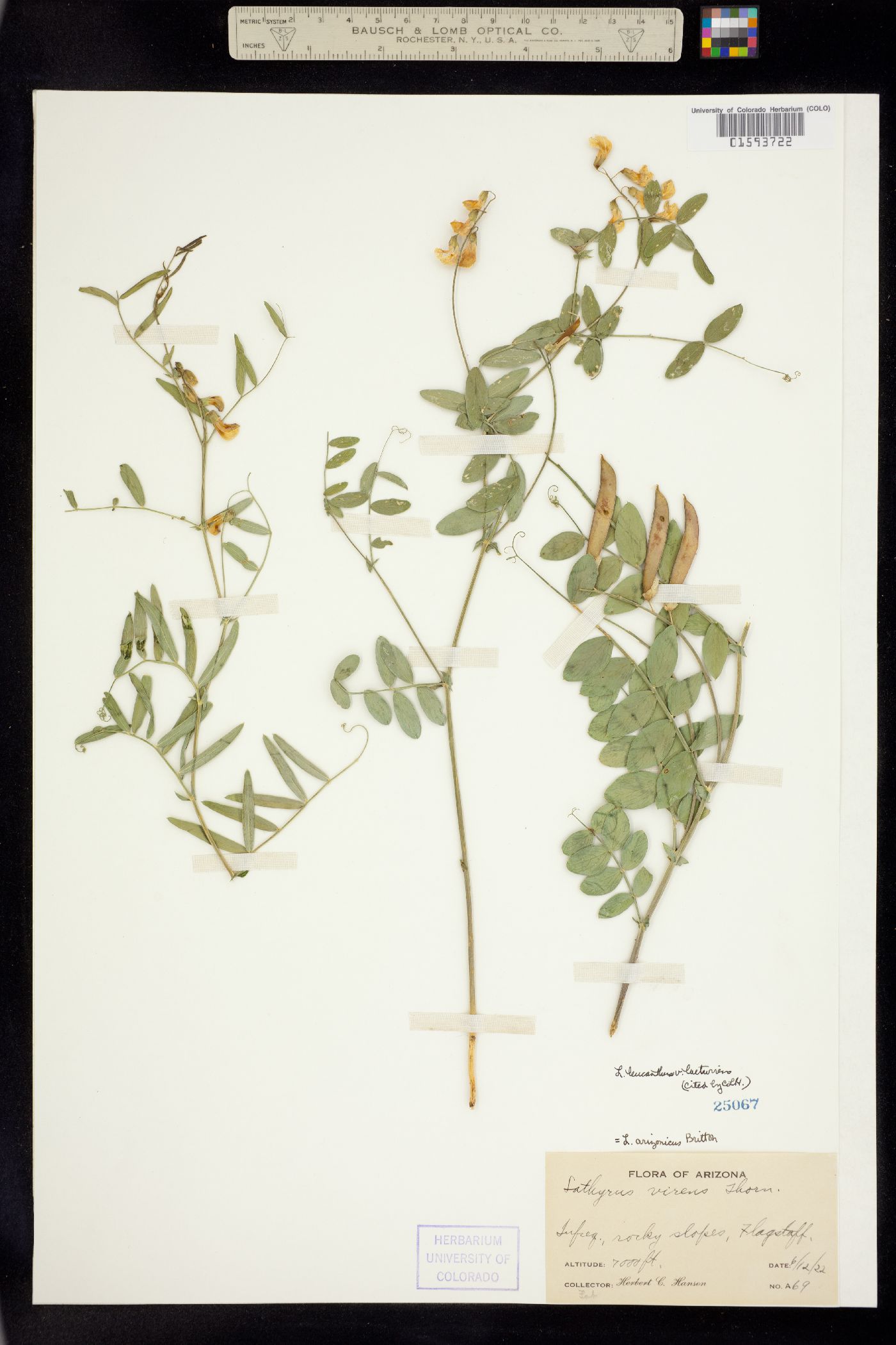 Lathyrus laetivirens image