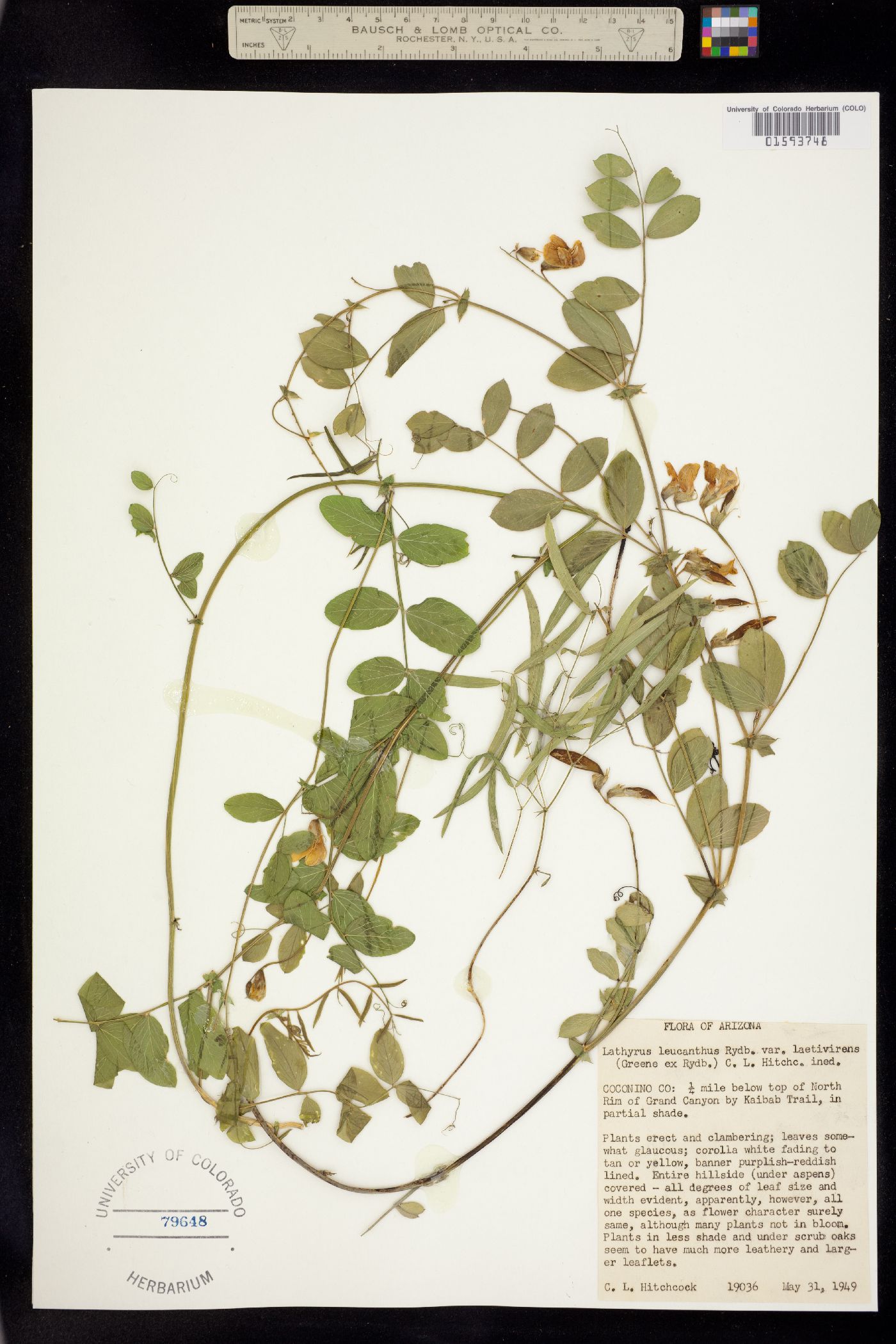 Lathyrus laetivirens image