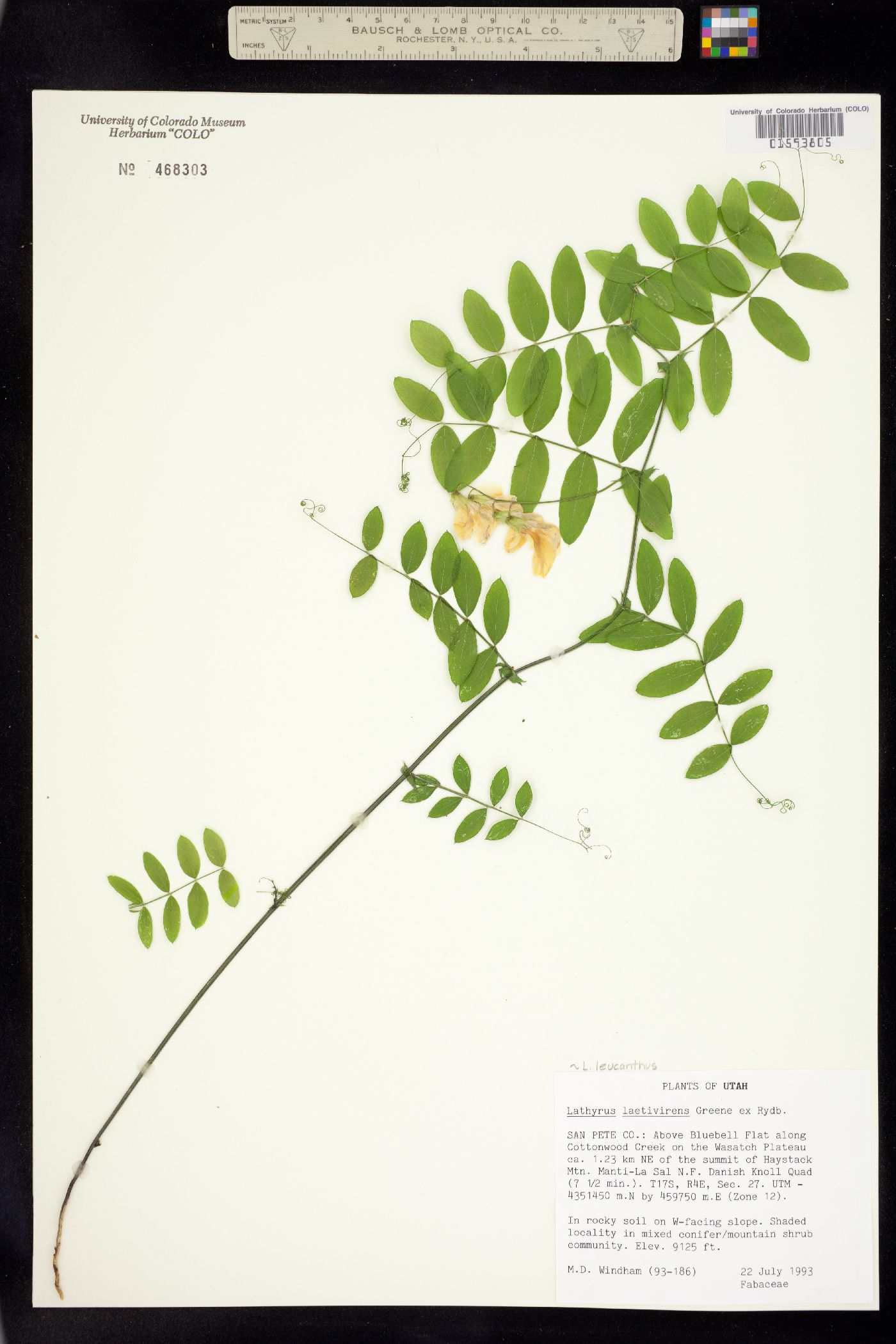 Lathyrus laetivirens image