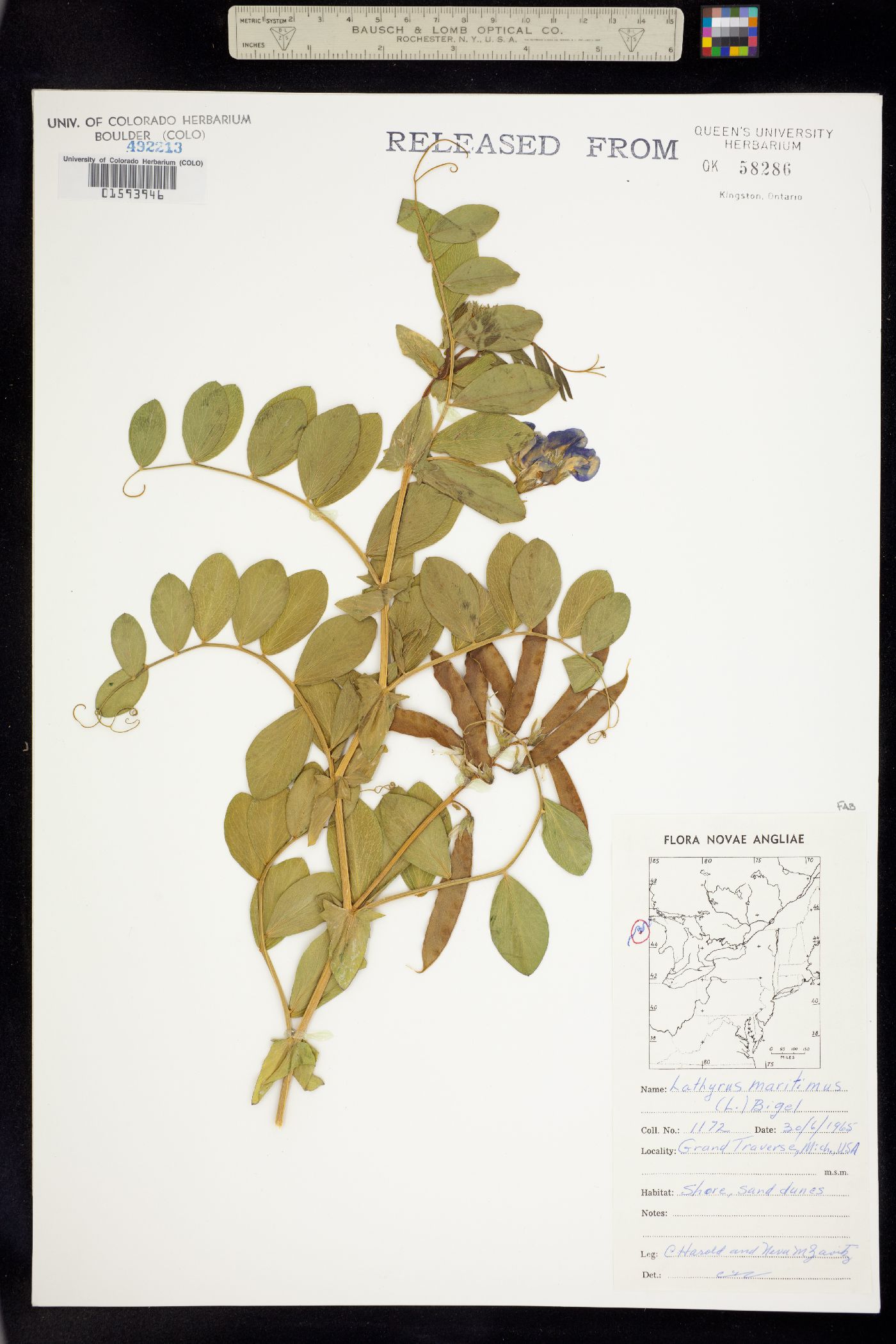 Lathyrus maritimus image