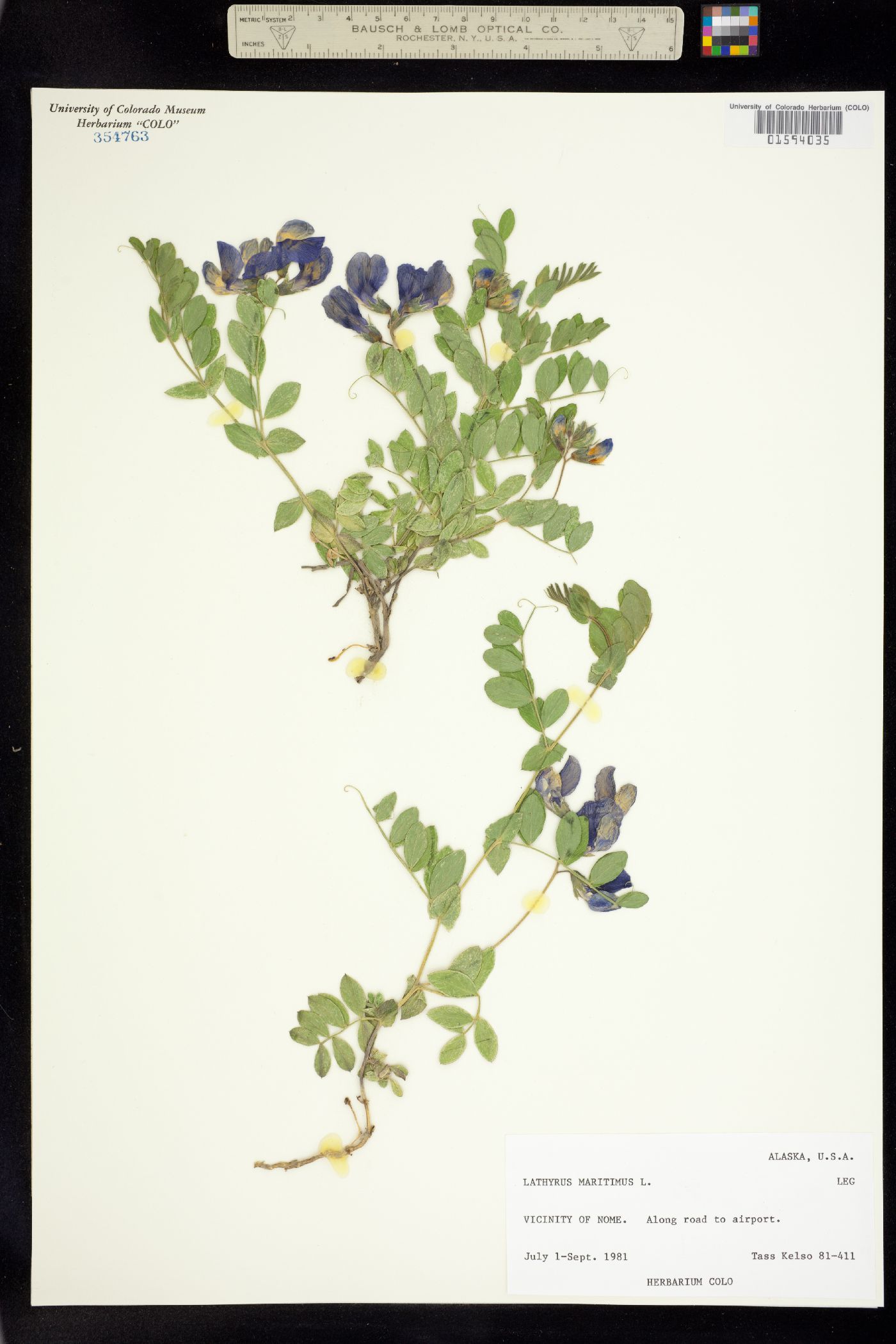 Lathyrus japonicus image