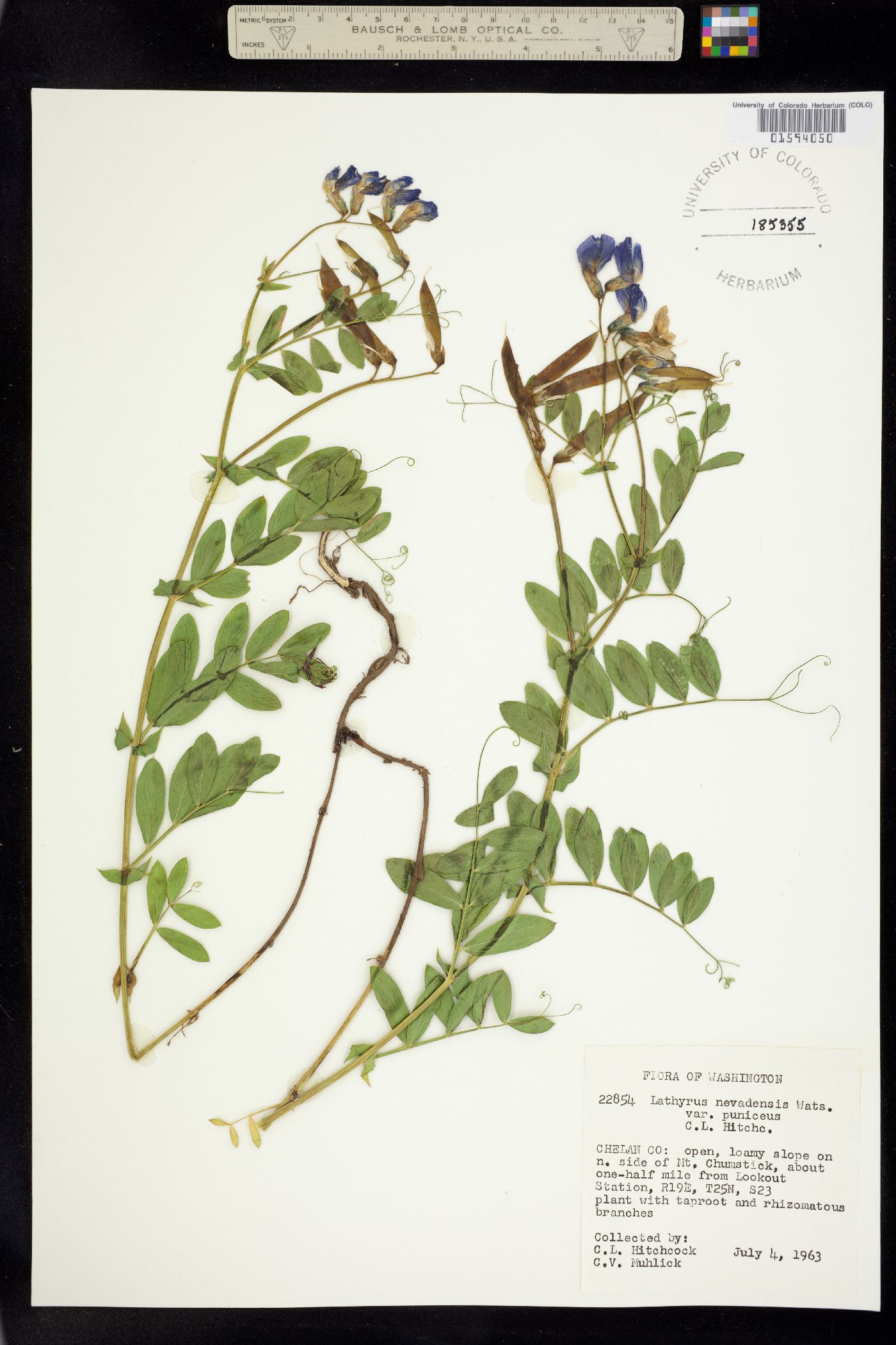 Lathyrus nevadensis image