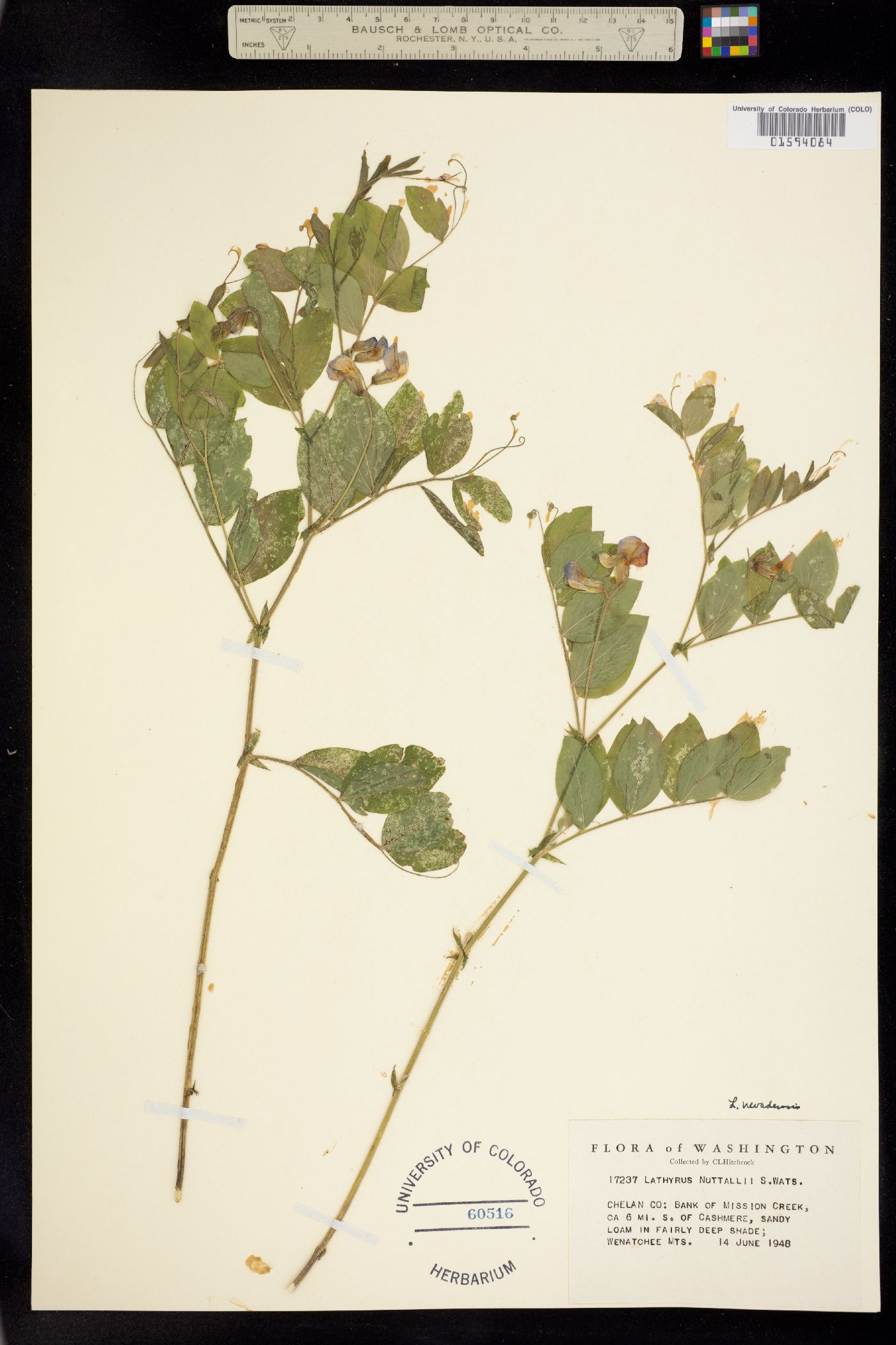 Lathyrus nevadensis image