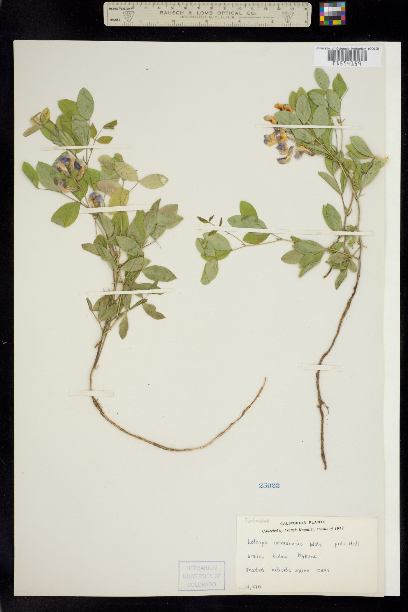 Lathyrus nevadensis image