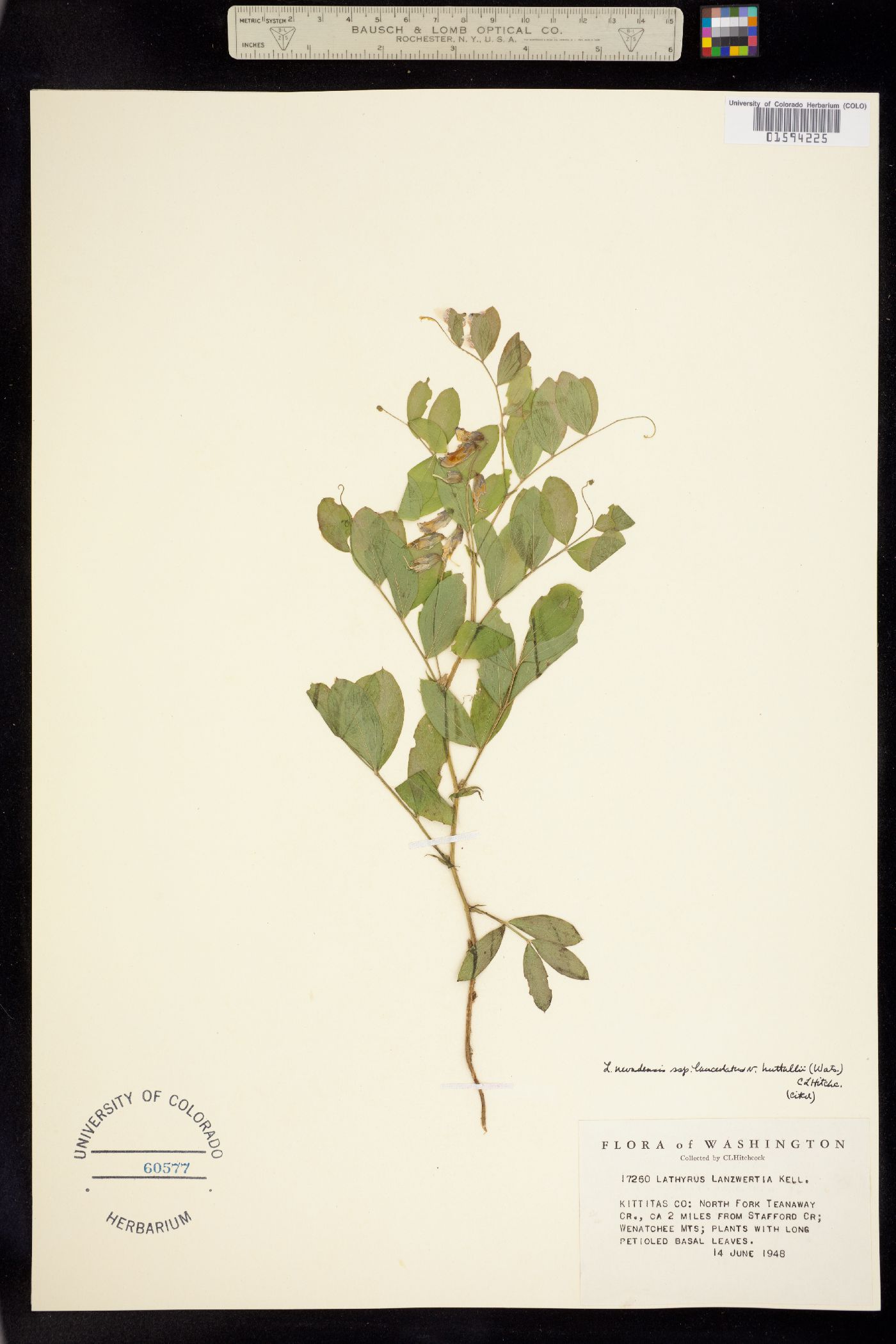 Lathyrus nevadensis image