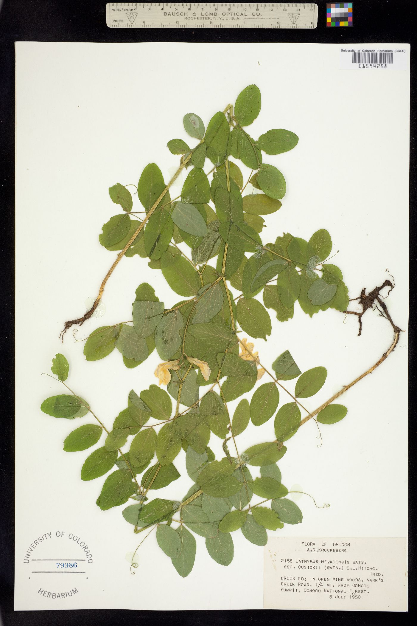 Lathyrus nevadensis image