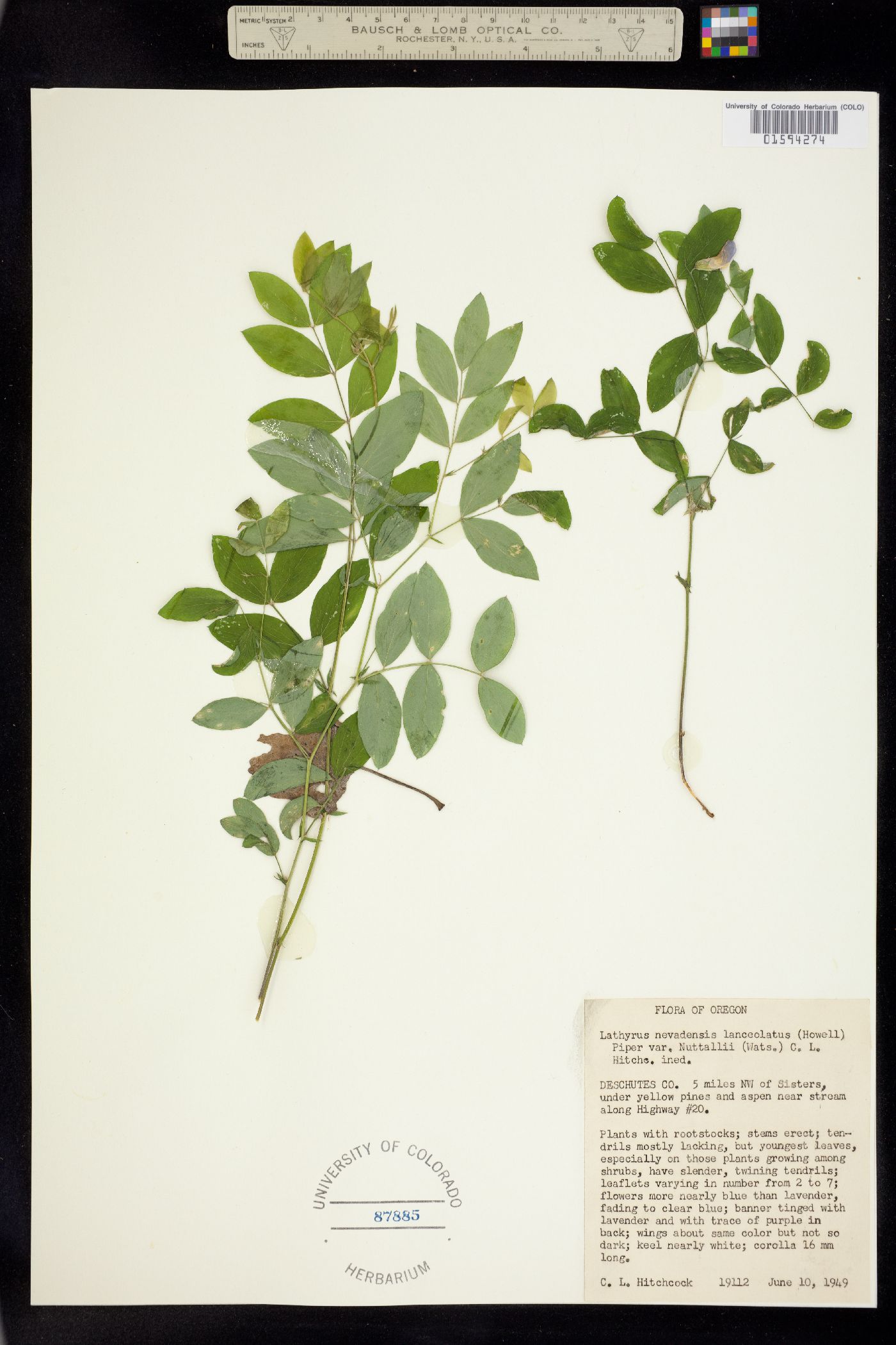 Lathyrus nevadensis image