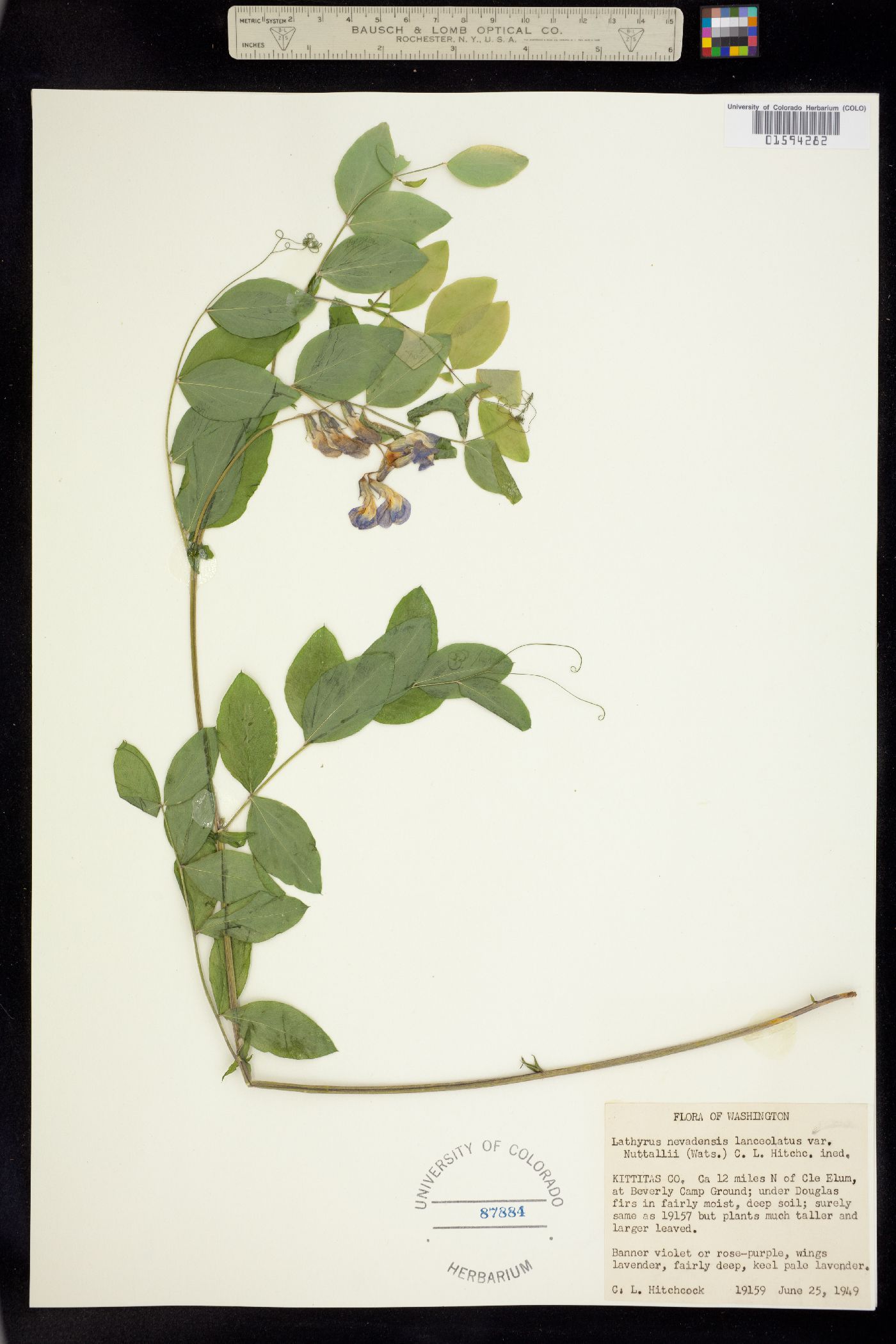 Lathyrus nevadensis image