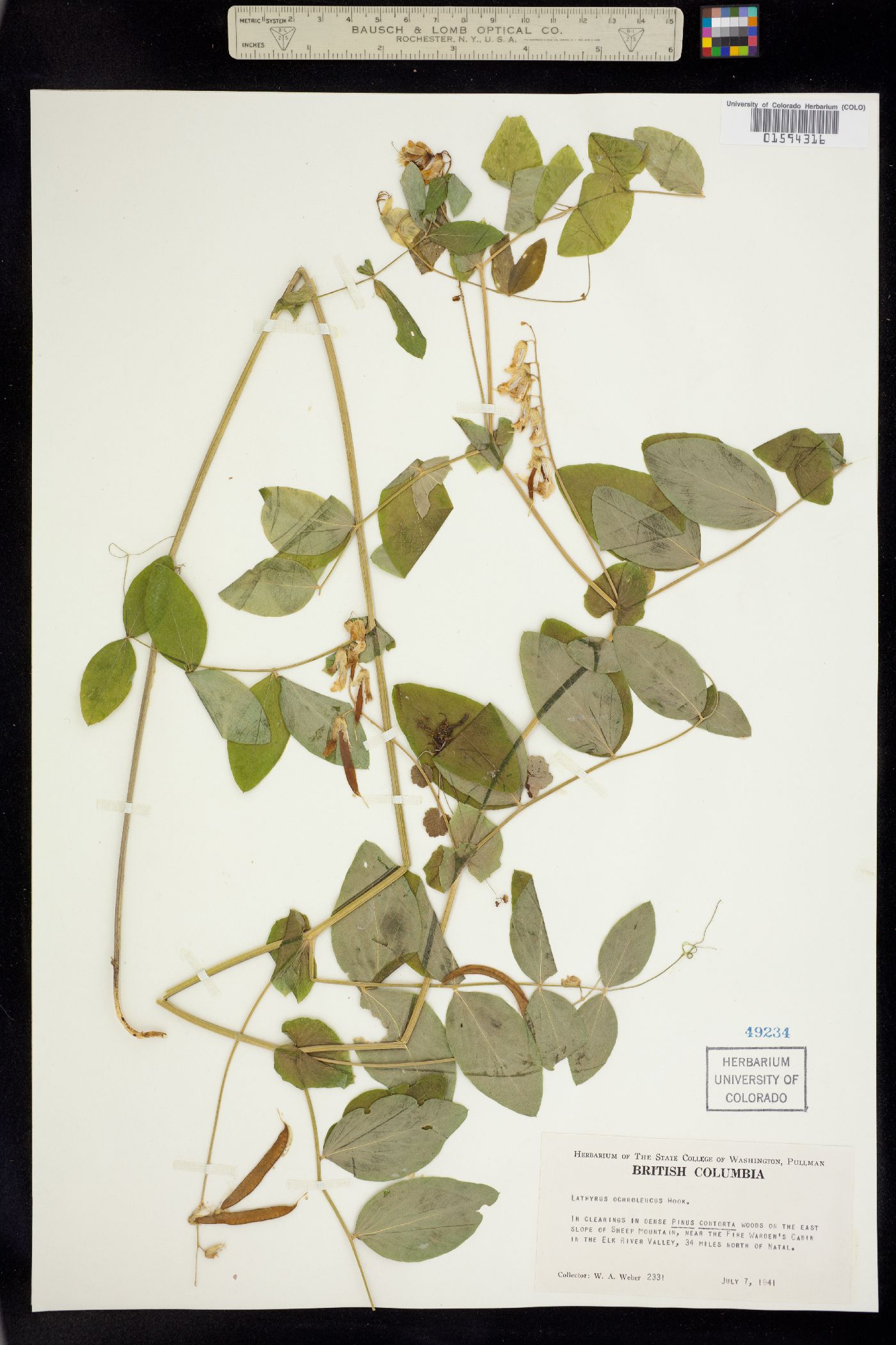 Lathyrus ochroleucus image