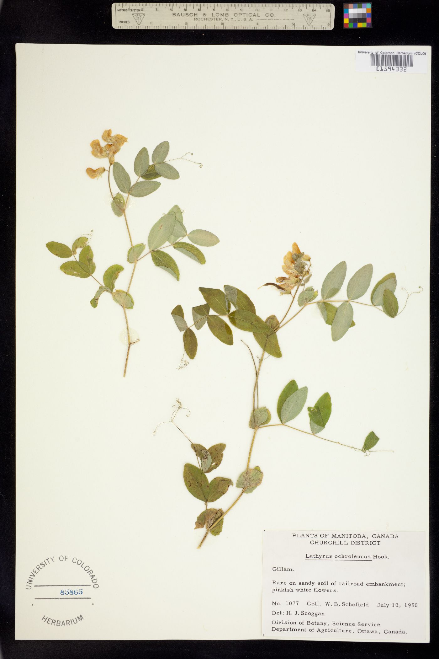 Lathyrus ochroleucus image