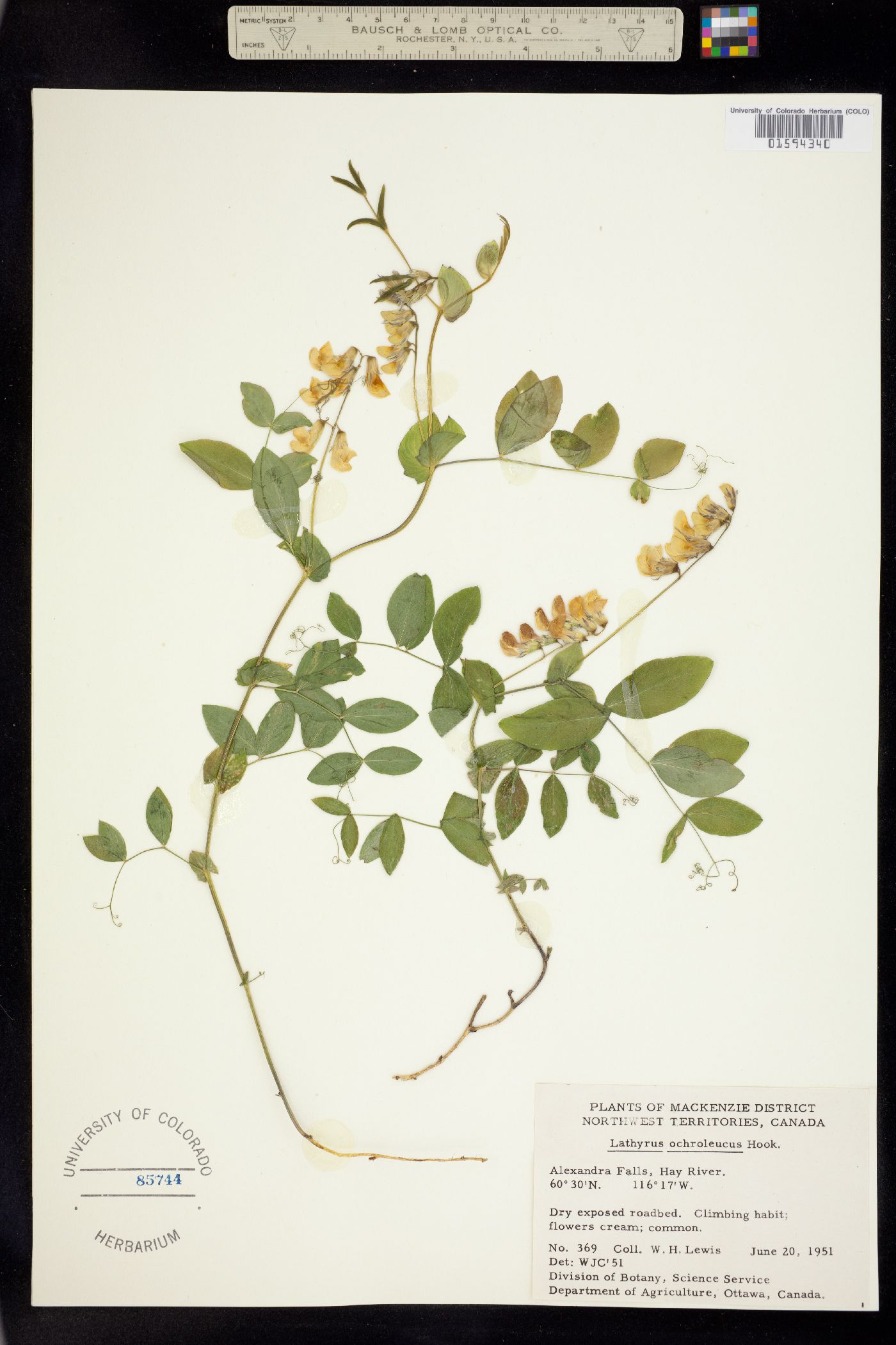 Lathyrus ochroleucus image