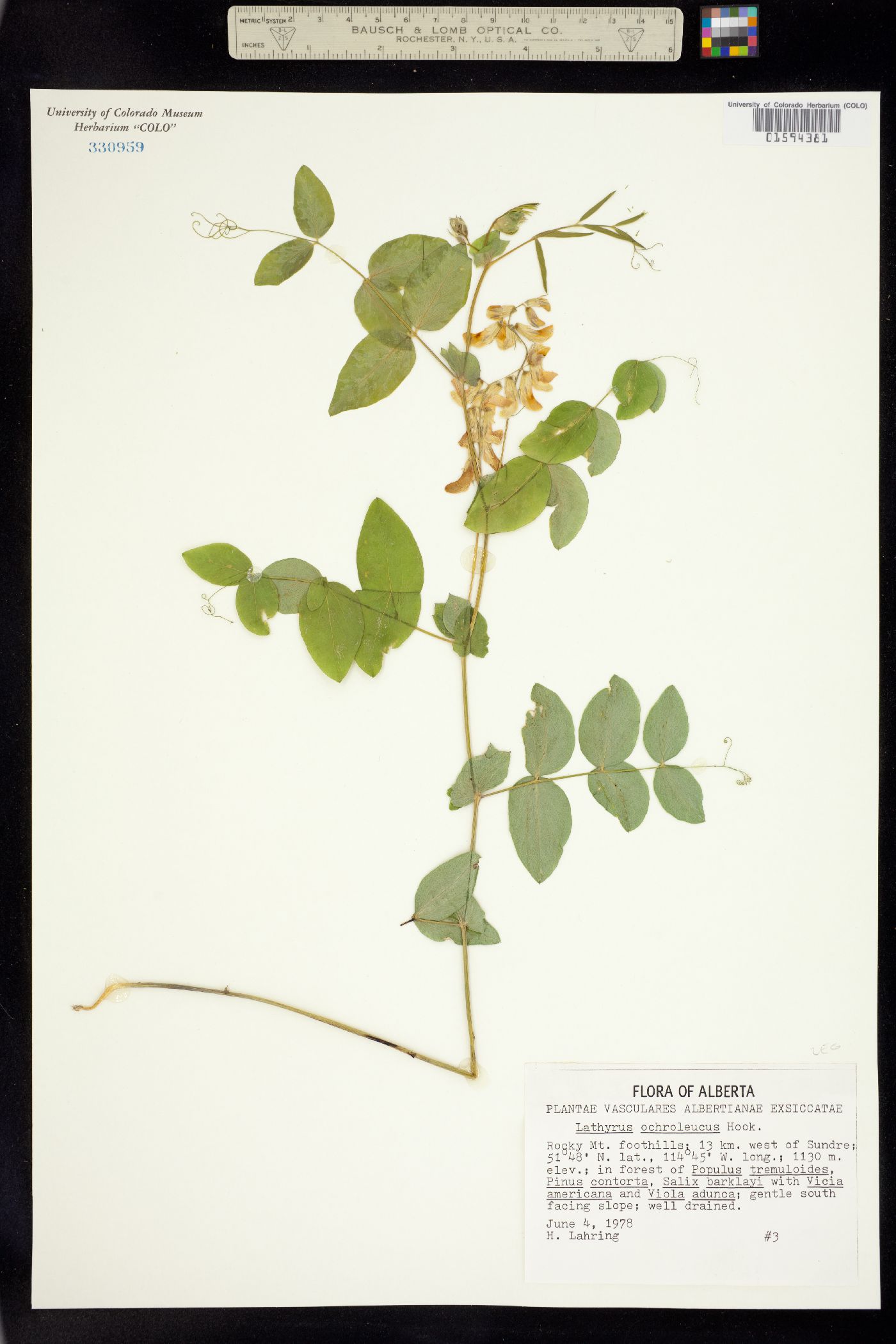 Lathyrus ochroleucus image