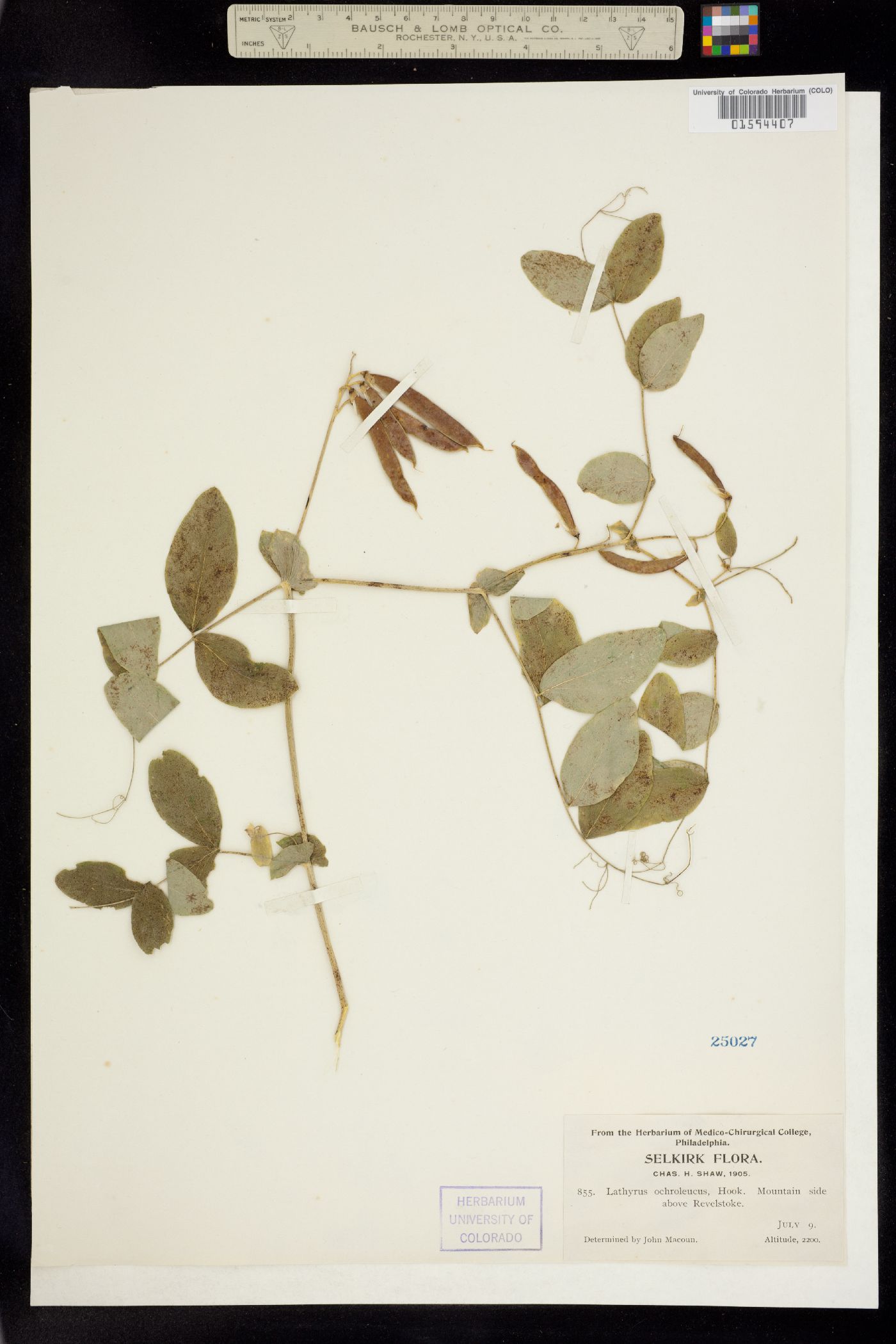 Lathyrus ochroleucus image