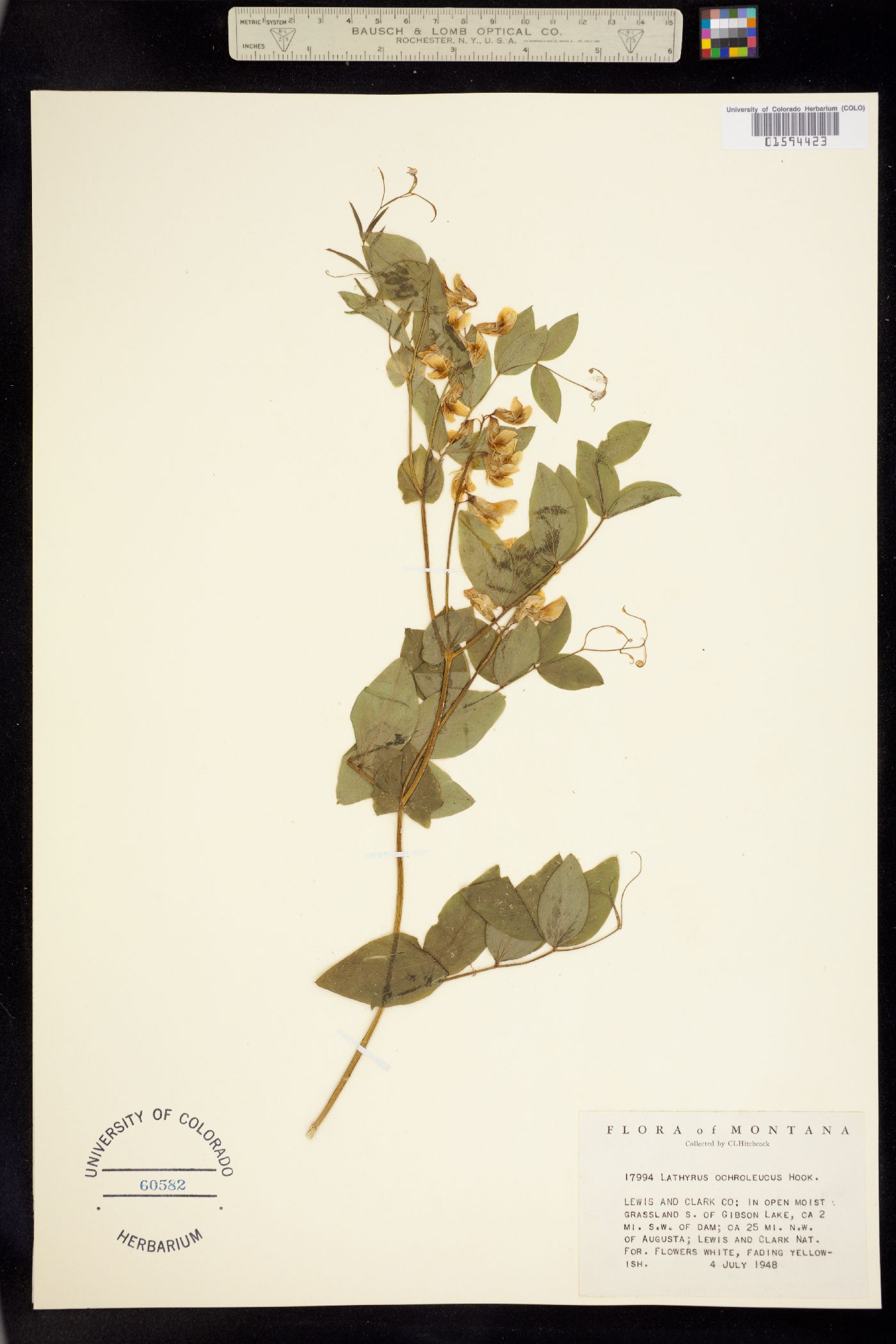 Lathyrus ochroleucus image