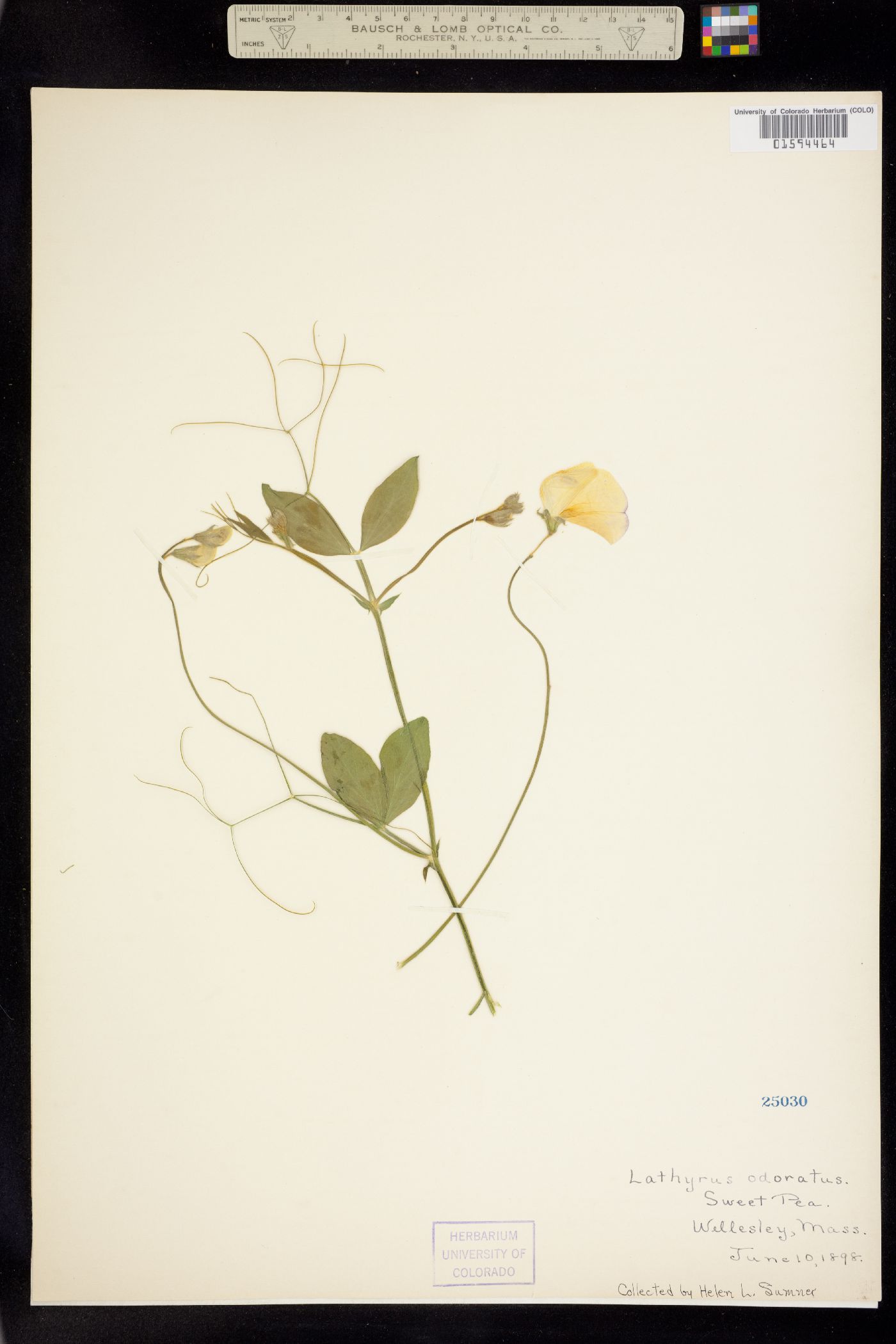 Lathyrus odoratus image