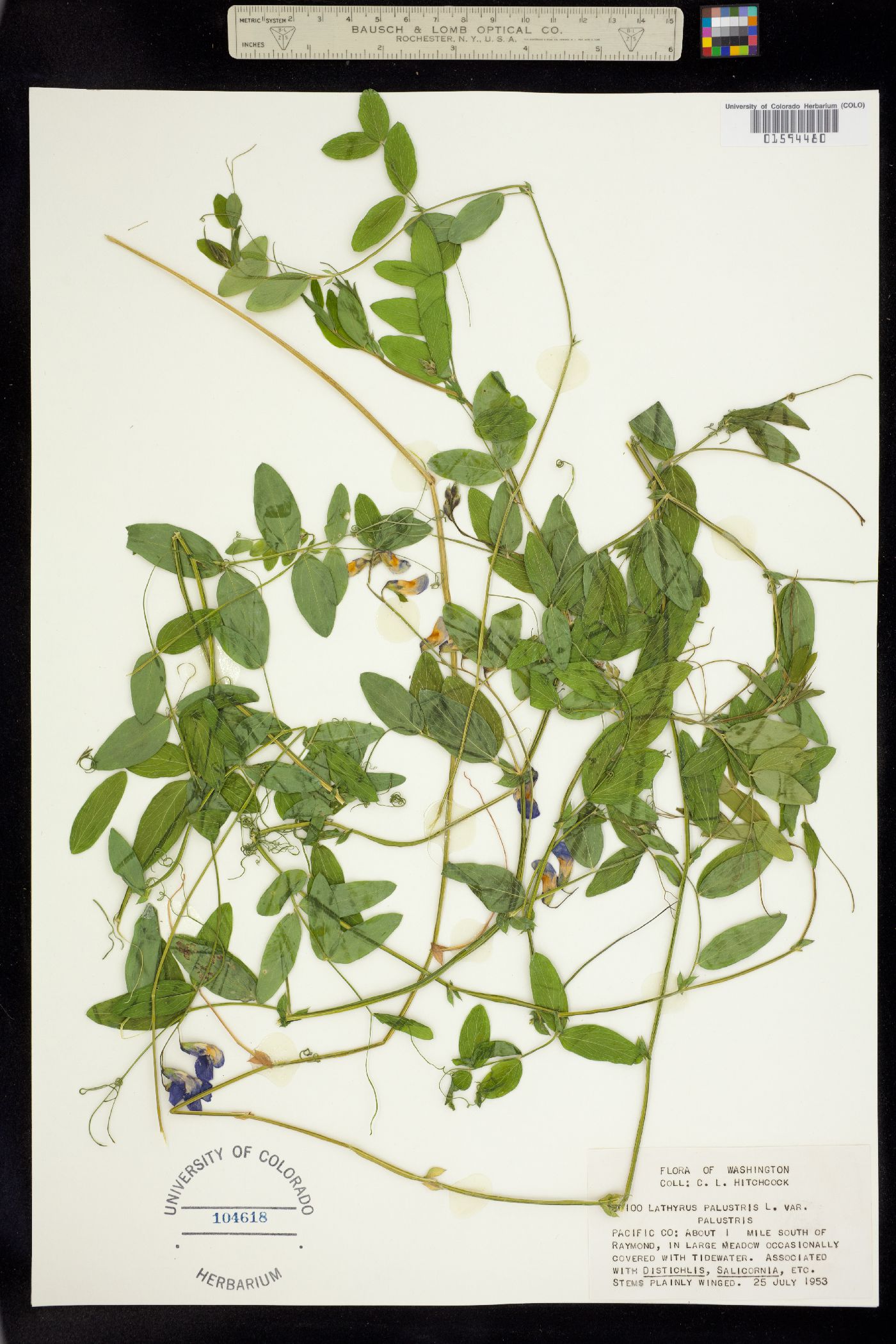 Lathyrus palustris image