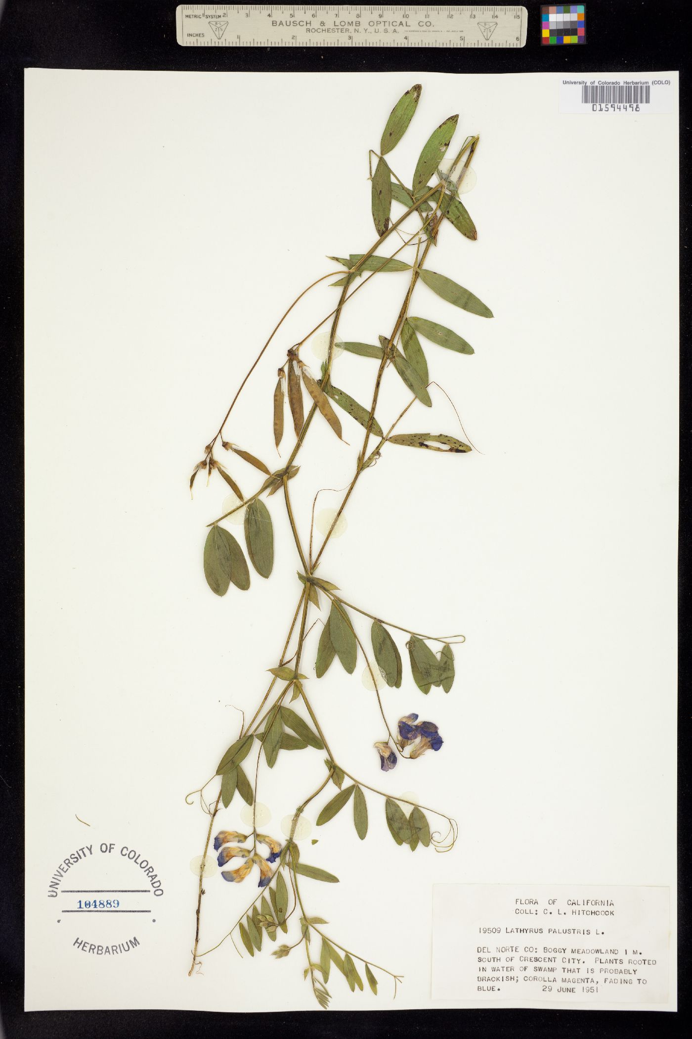 Lathyrus palustris image