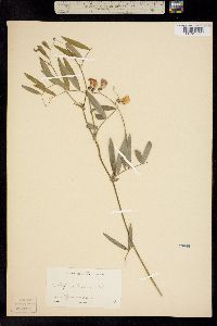 Image of Lathyrus palustris