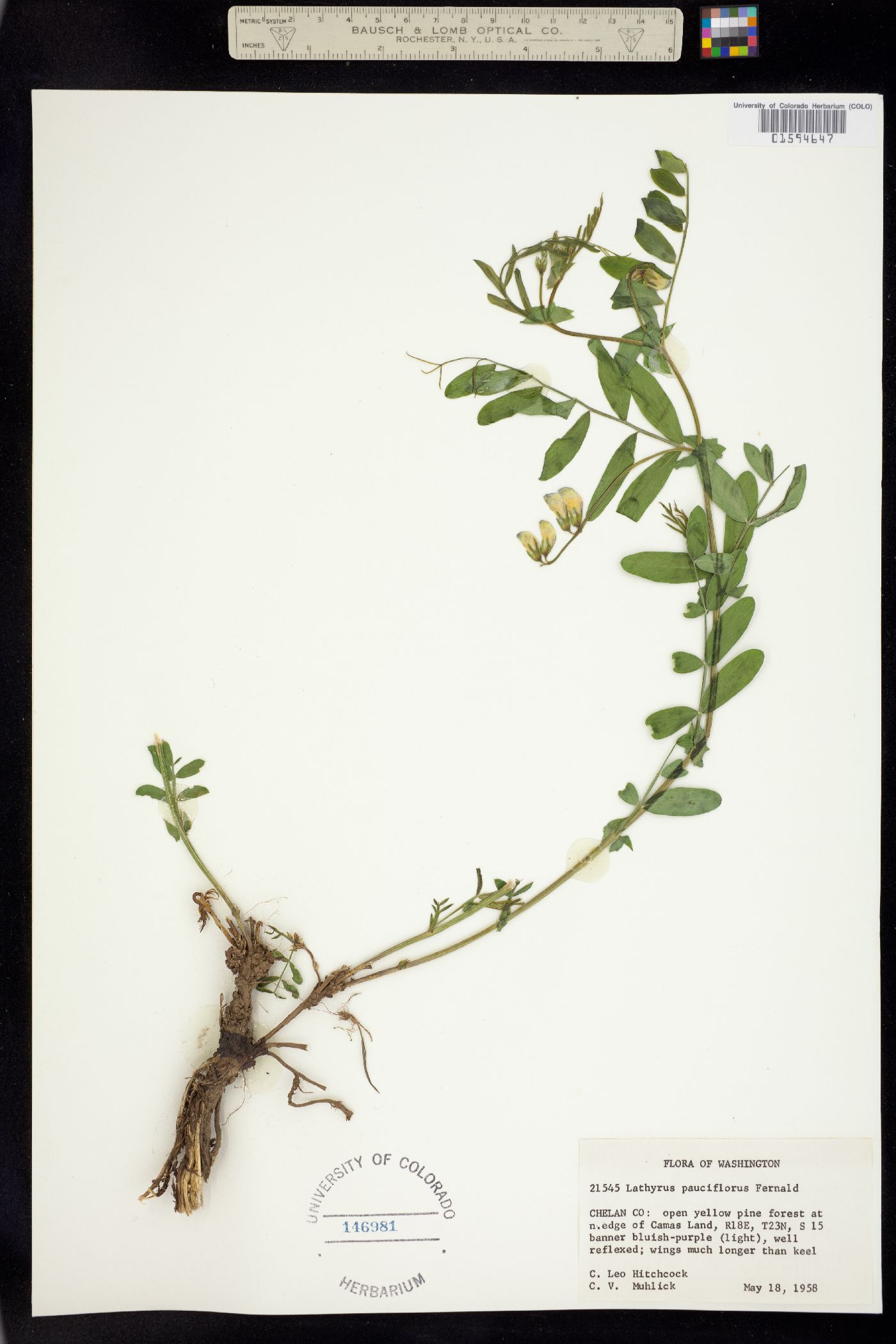 Lathyrus pauciflorus image