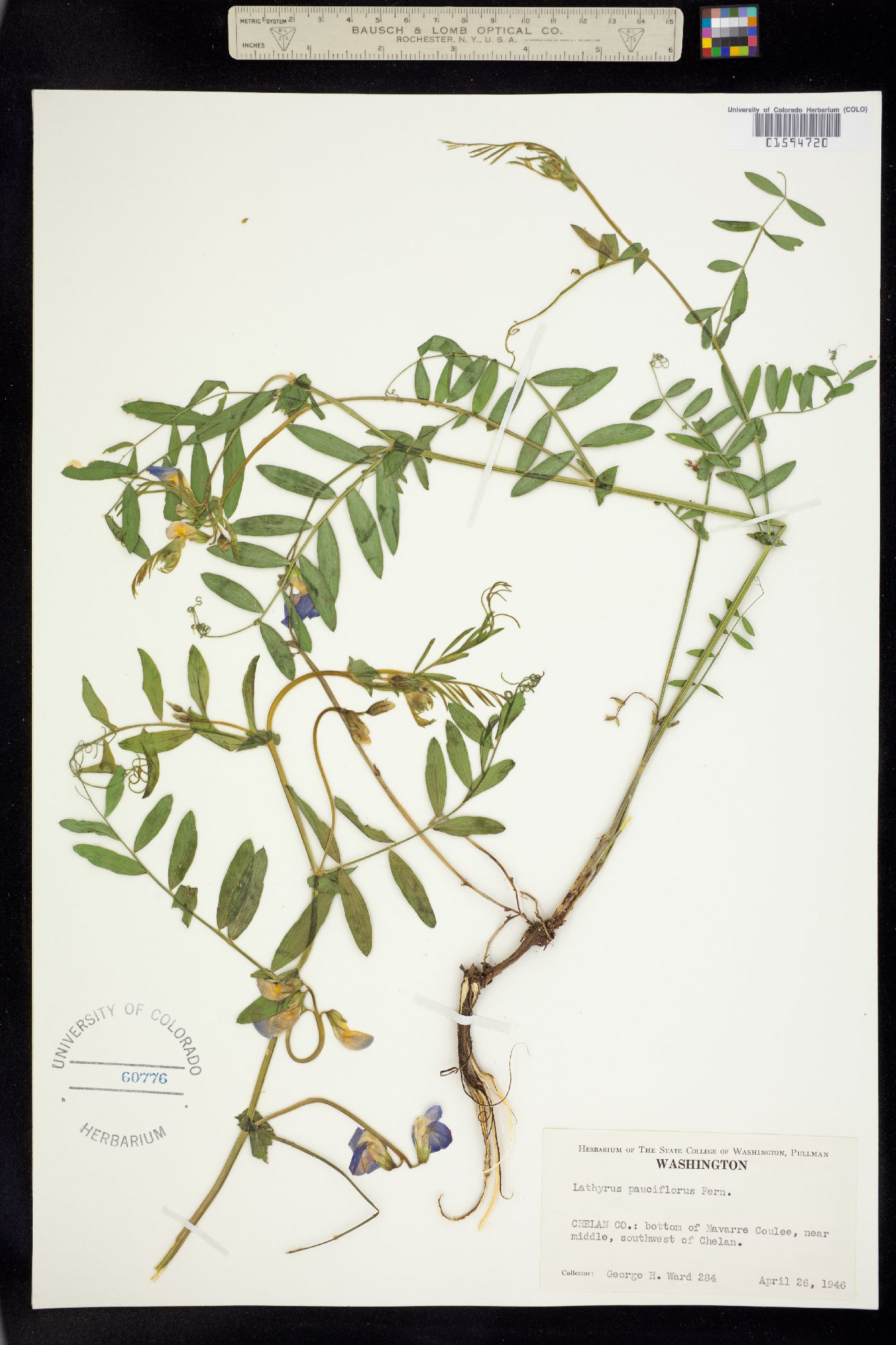 Lathyrus pauciflorus image