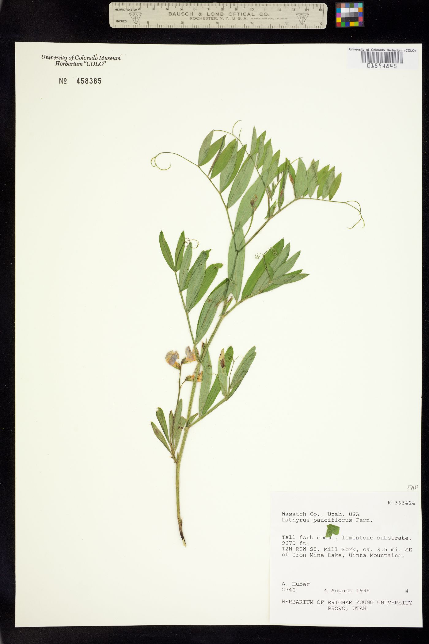 Lathyrus pauciflorus image