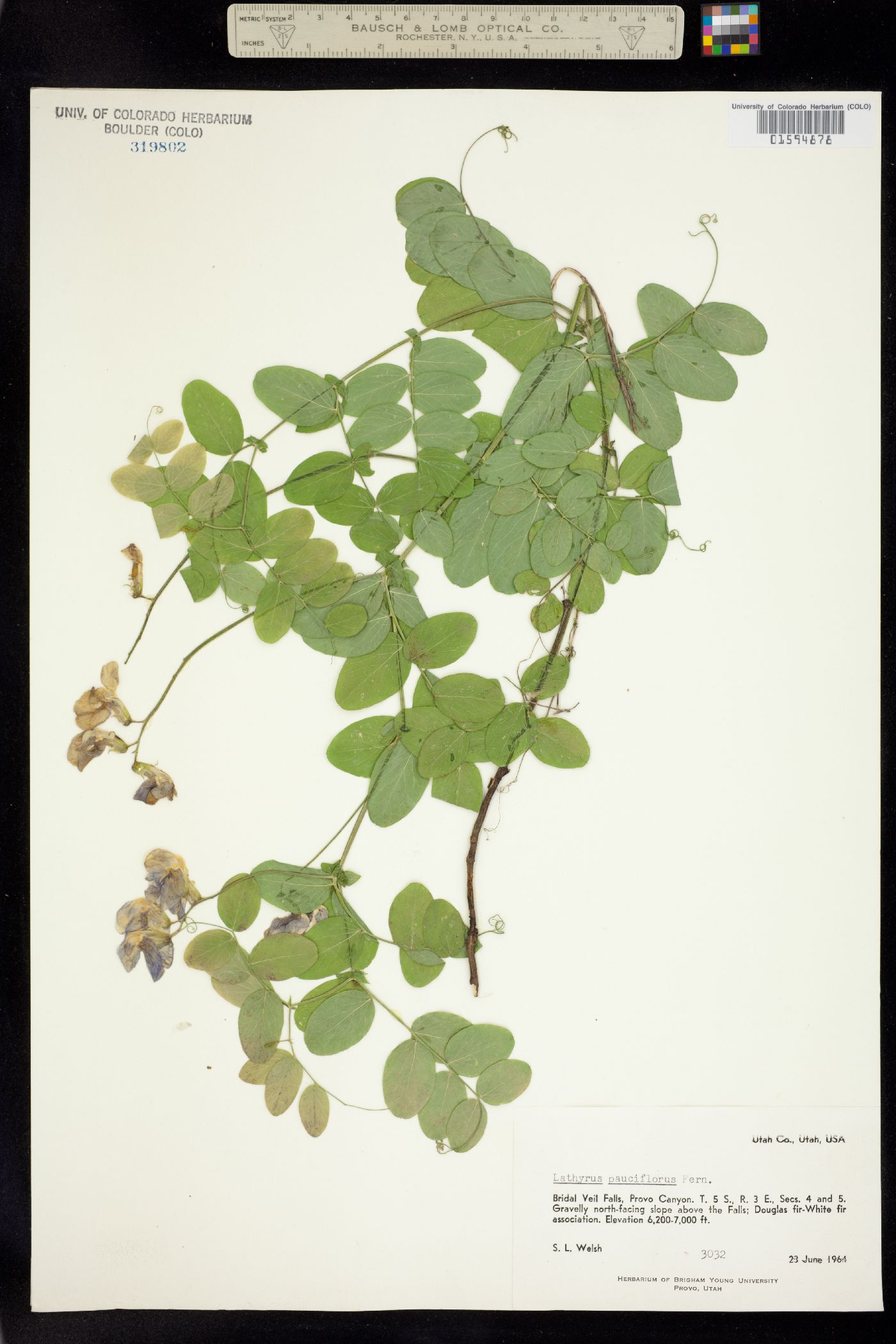 Lathyrus pauciflorus image