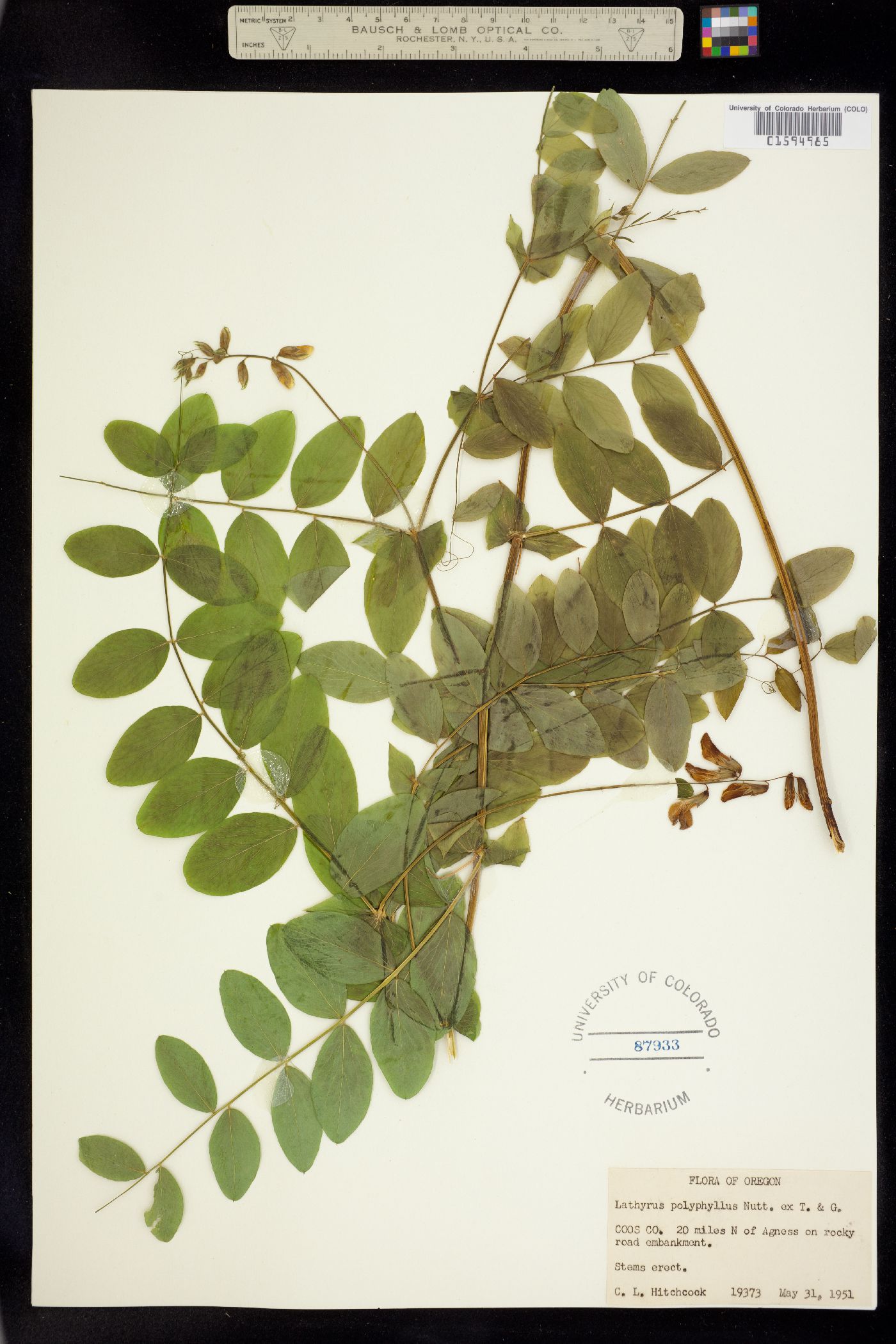 Lathyrus polyphyllus image