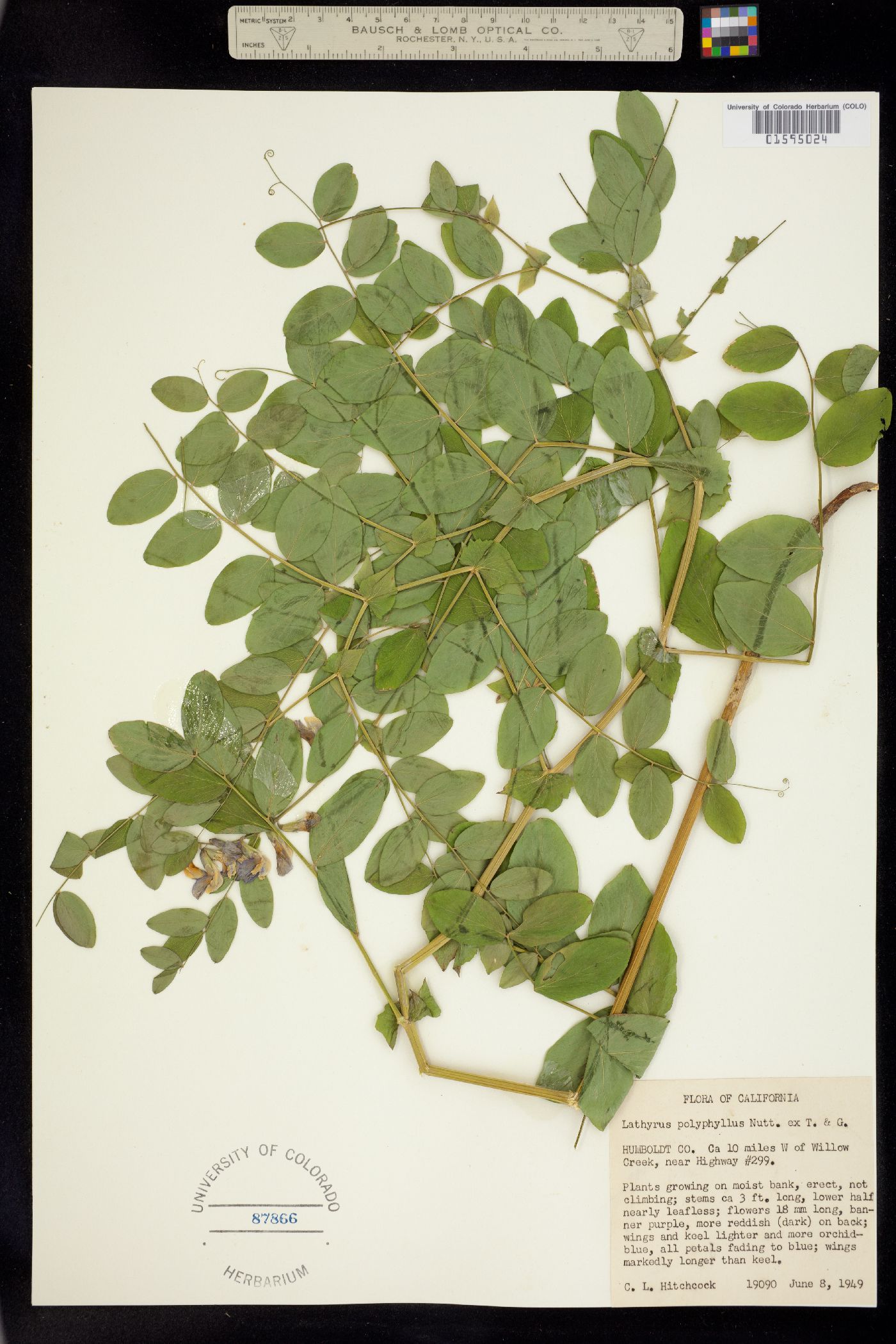 Lathyrus polyphyllus image