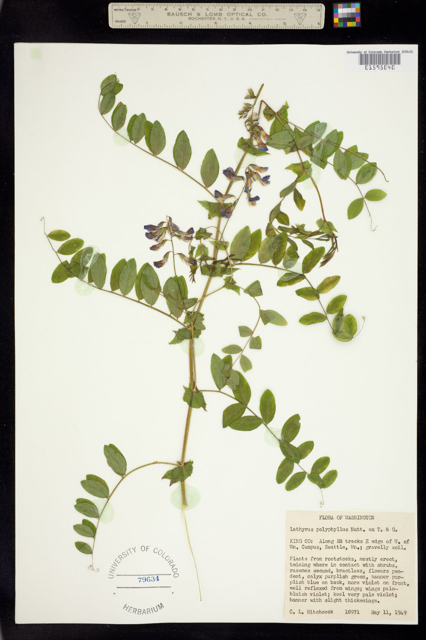 Lathyrus polyphyllus image