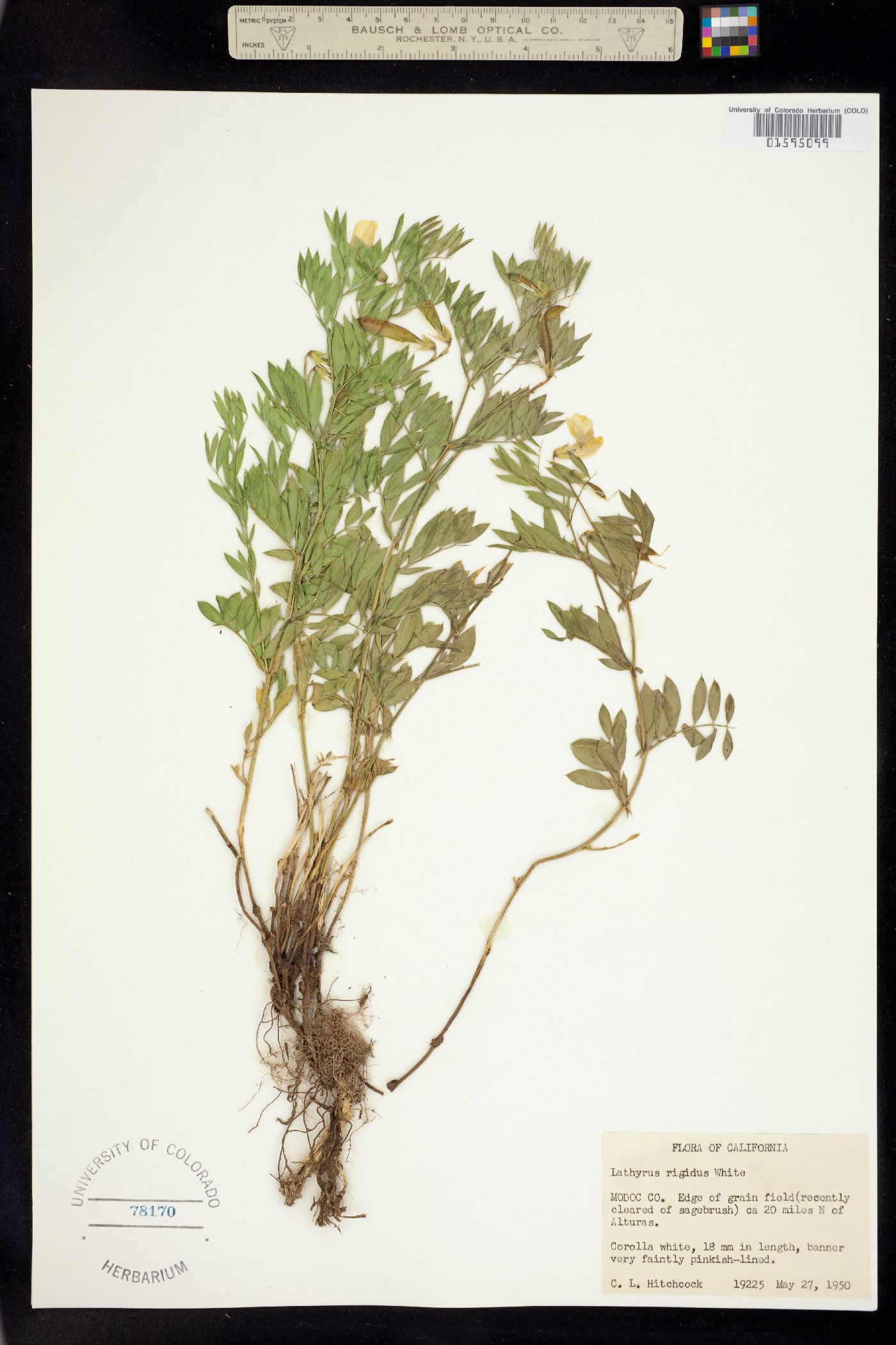 Lathyrus rigidus image