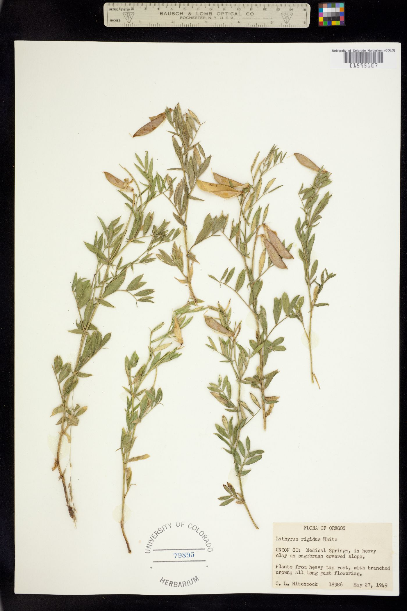 Lathyrus rigidus image
