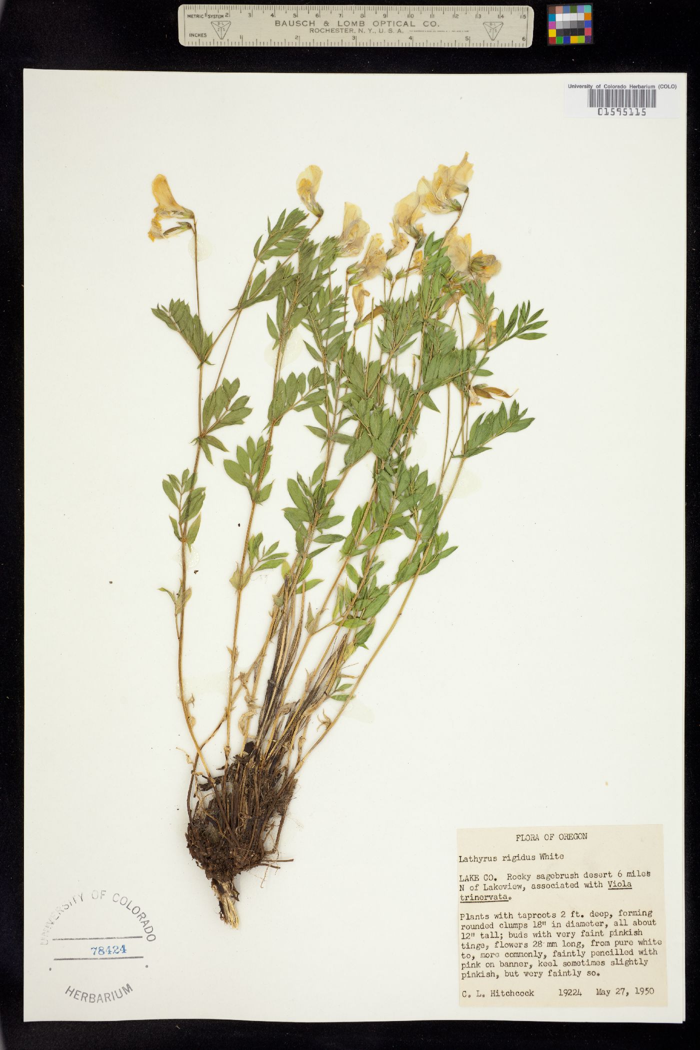 Lathyrus rigidus image