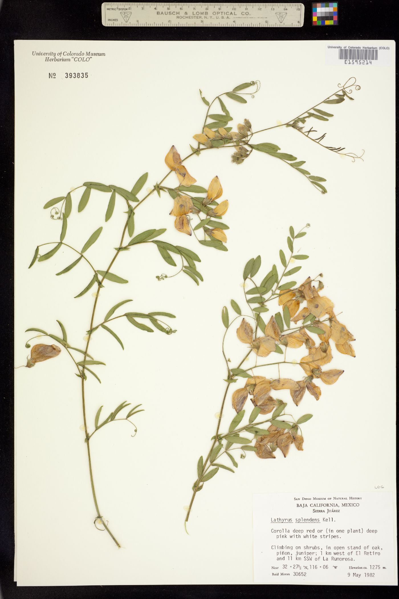 Lathyrus splendens image