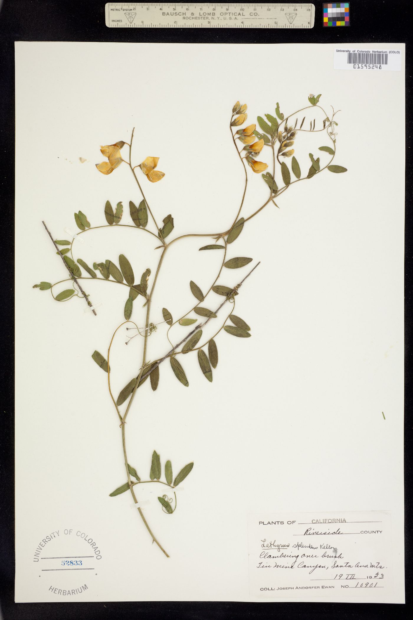 Lathyrus splendens image
