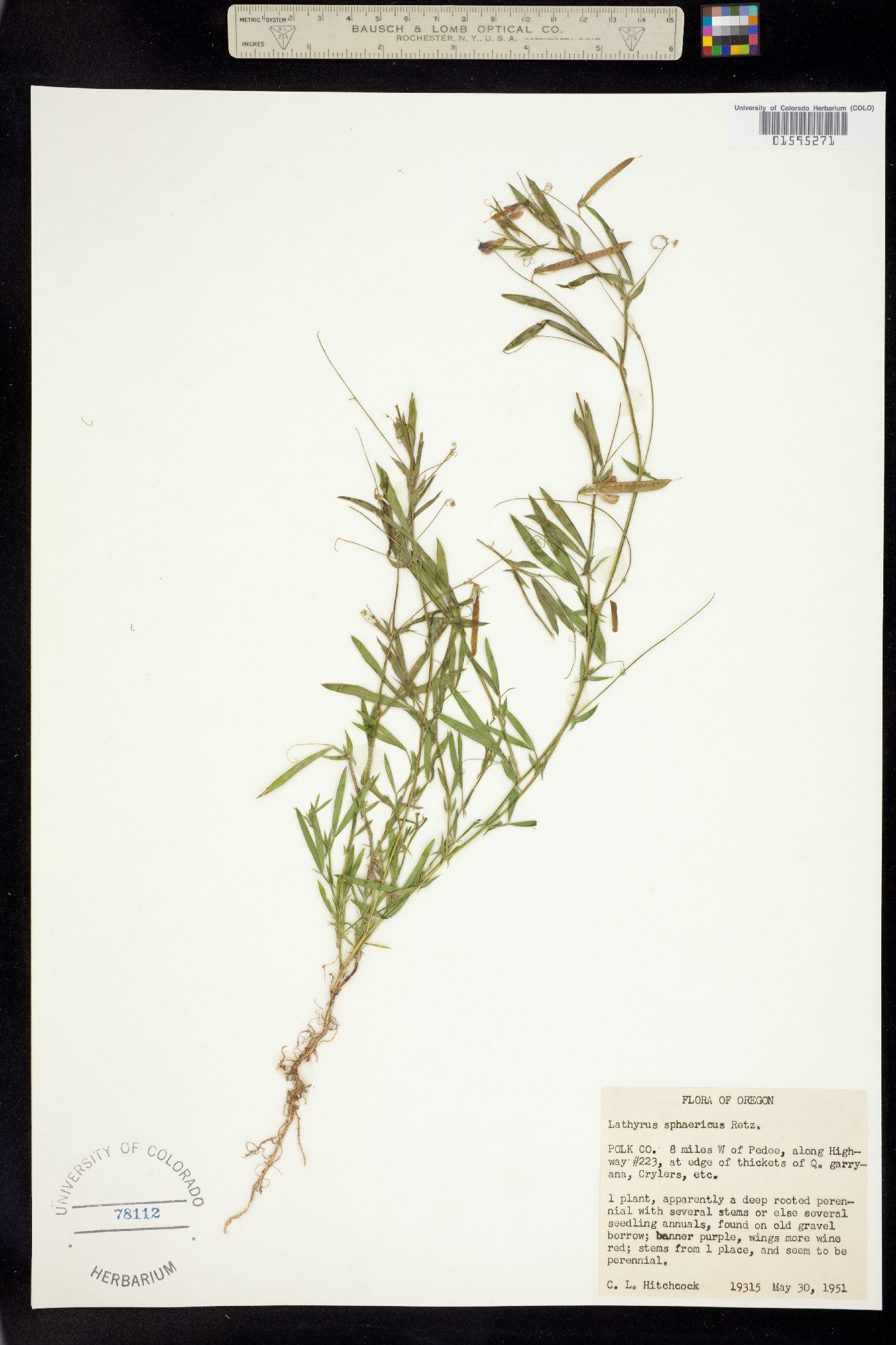 Lathyrus sphaericus image