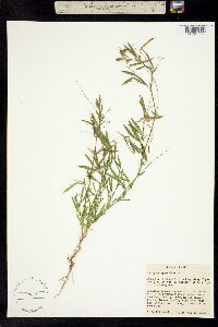 Lathyrus sphaericus image