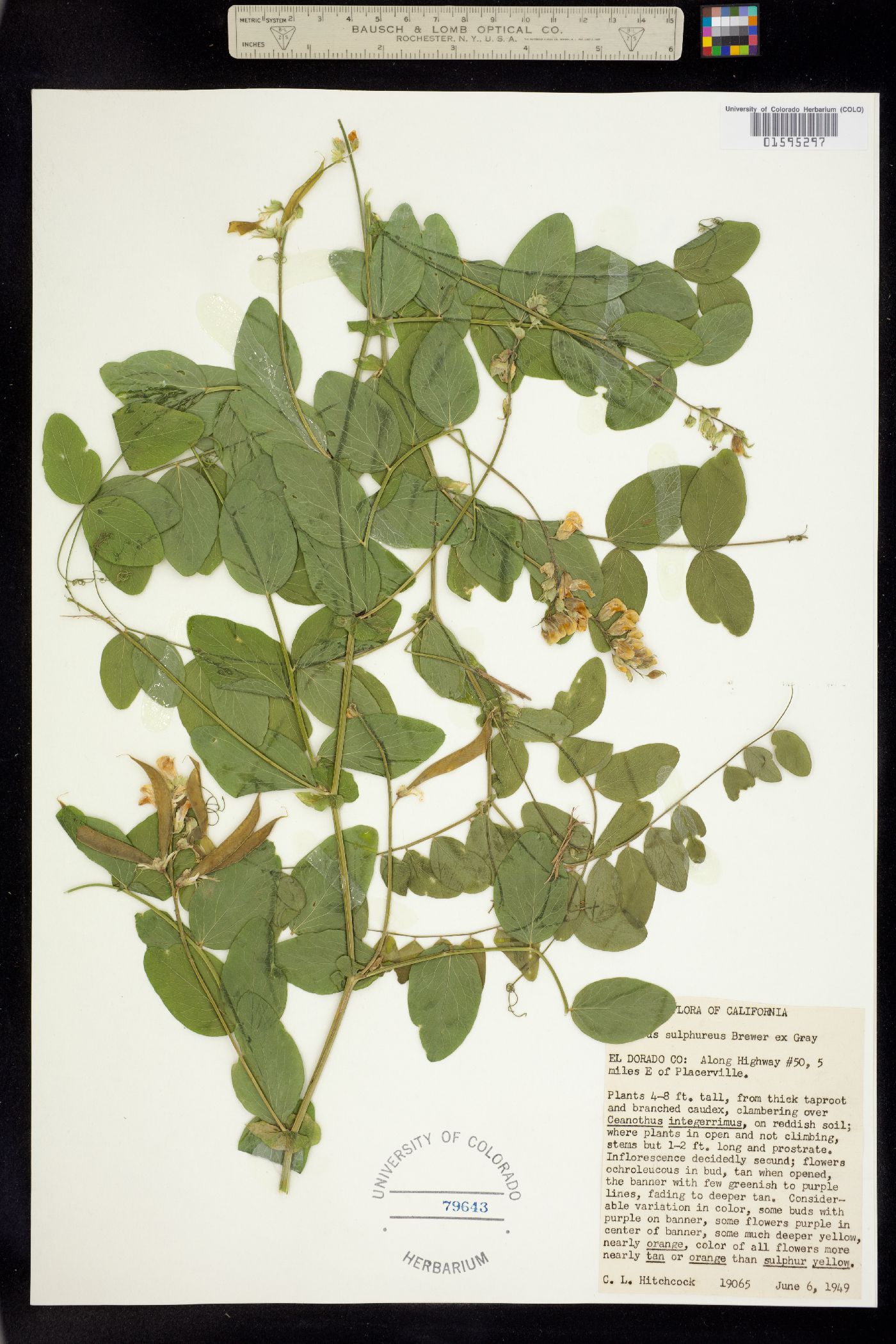 Lathyrus sulphureus image
