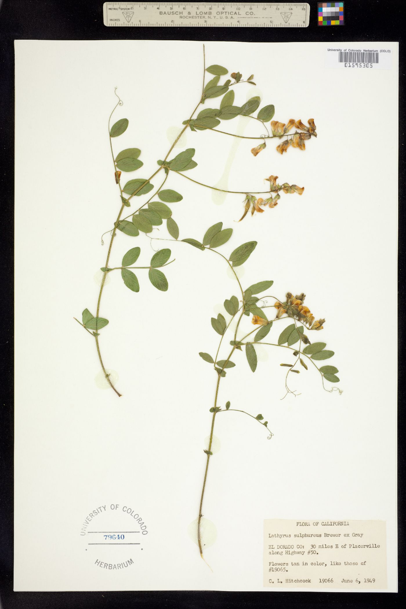 Lathyrus sulphureus image