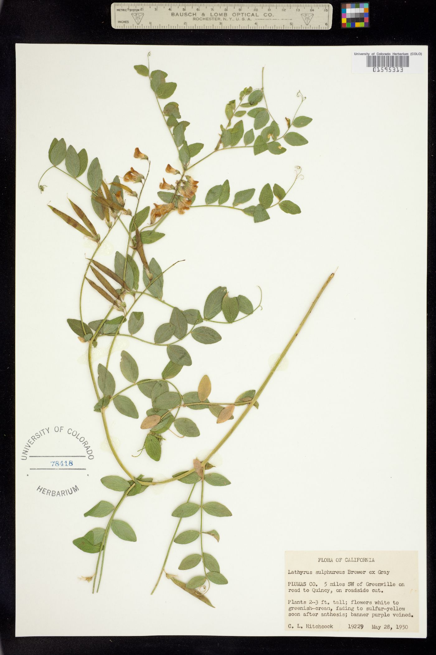 Lathyrus sulphureus image