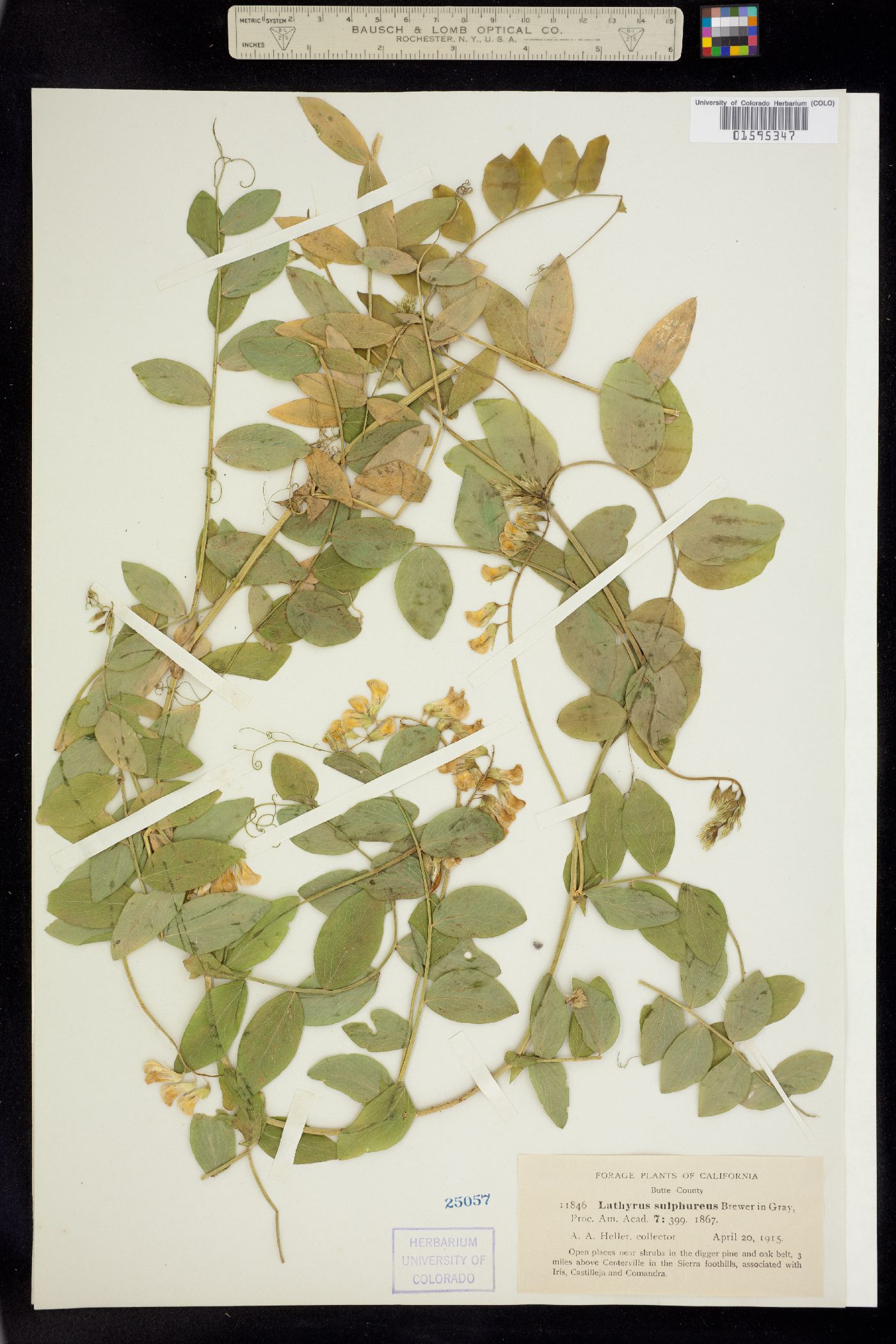 Lathyrus sulphureus image
