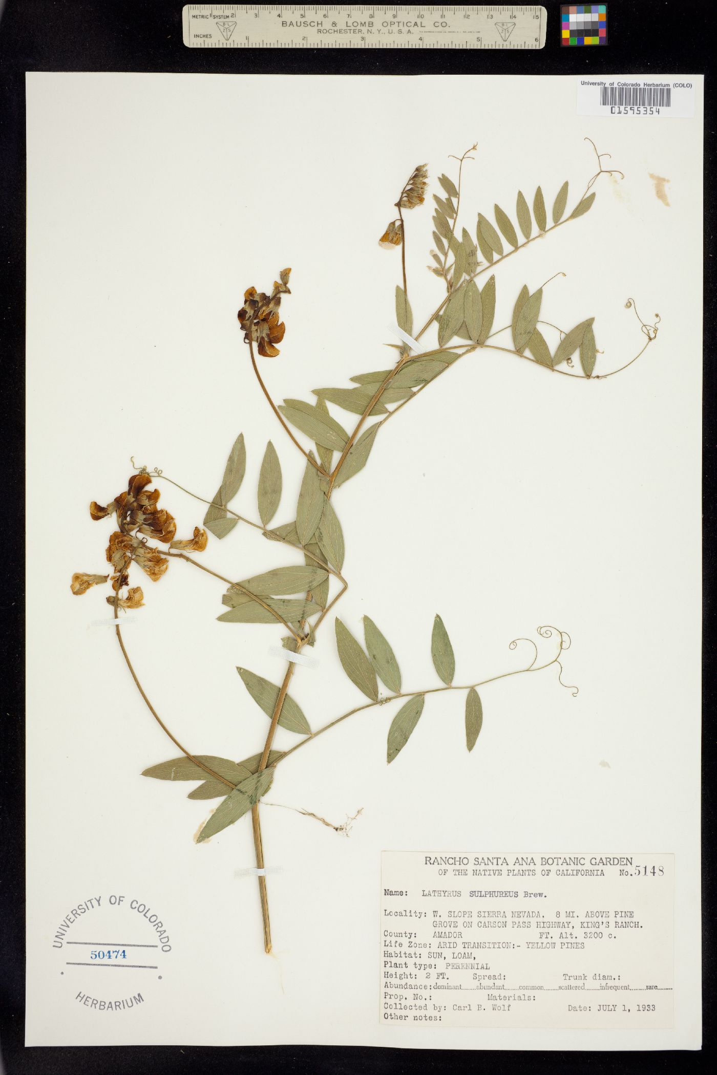 Lathyrus sulphureus image